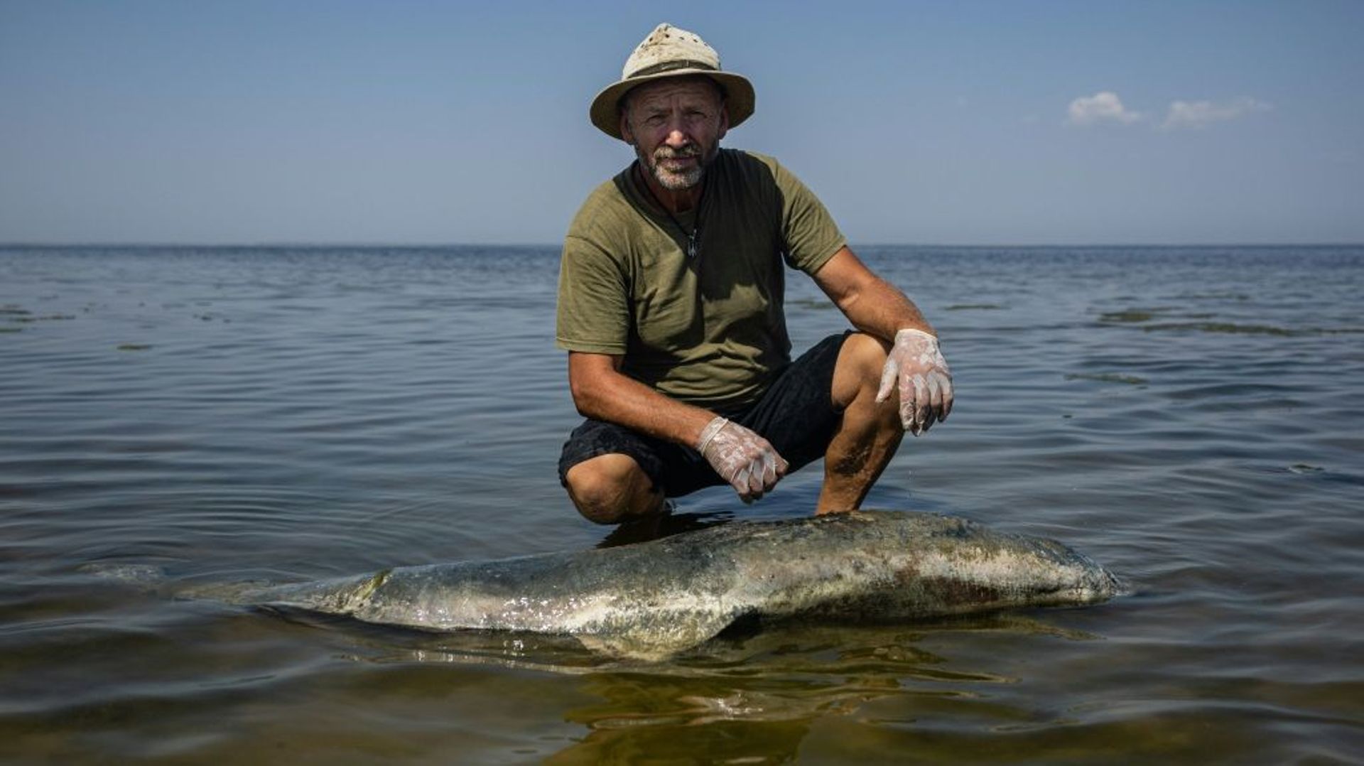 Le scientifique Ivan Roussev examine un dauphin mort sur une plage du parc national des Lagunes de Touzly, le 28 août 2022 en Ukraine