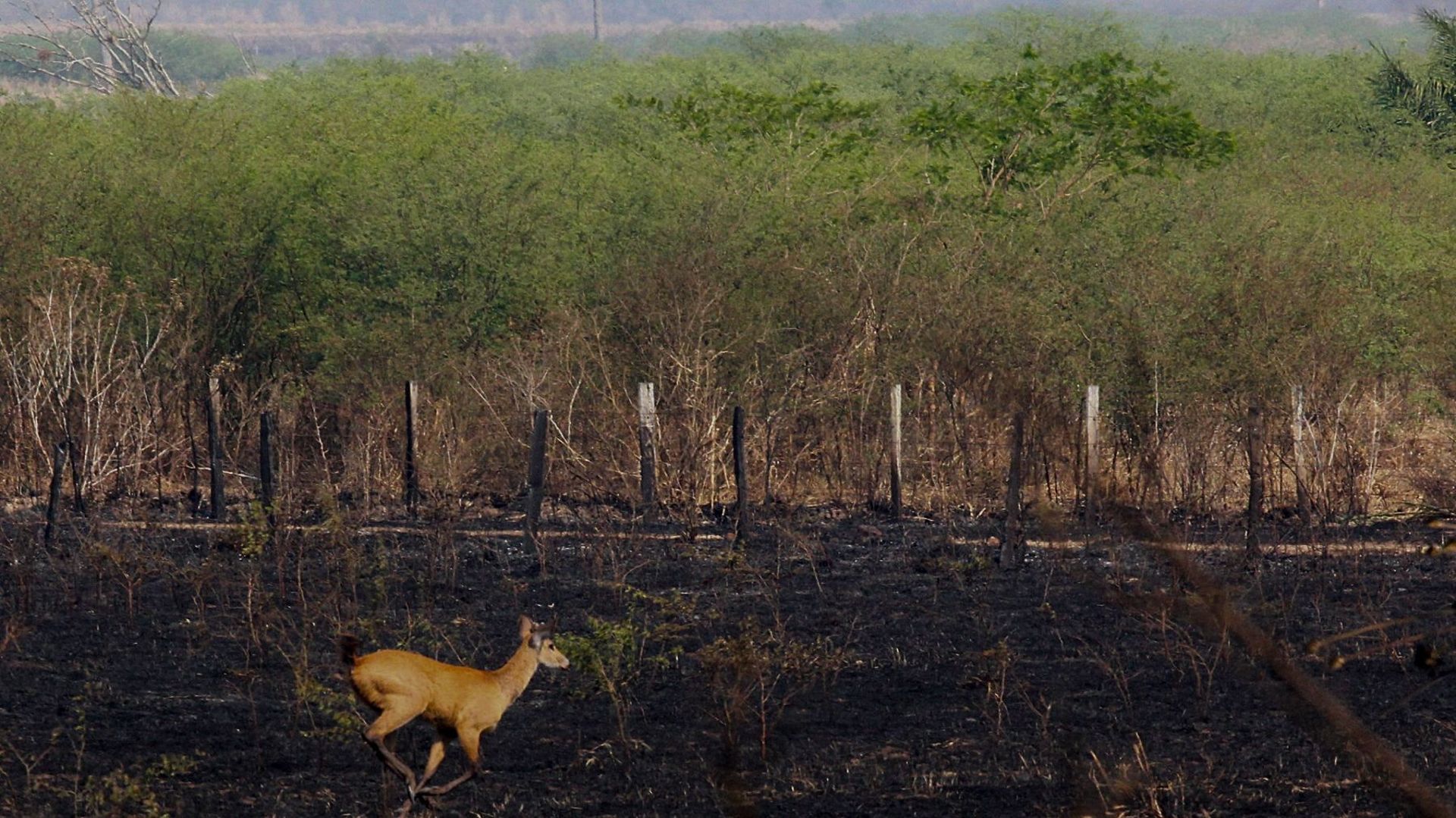 Des dizaines de milliers d'hectares partis en fumée au coeur du Pantanal. Les lieux n'accueillent pas que des cervidés. Il est aussi le terrain de jeu du caïman ou de la loutre géante. 