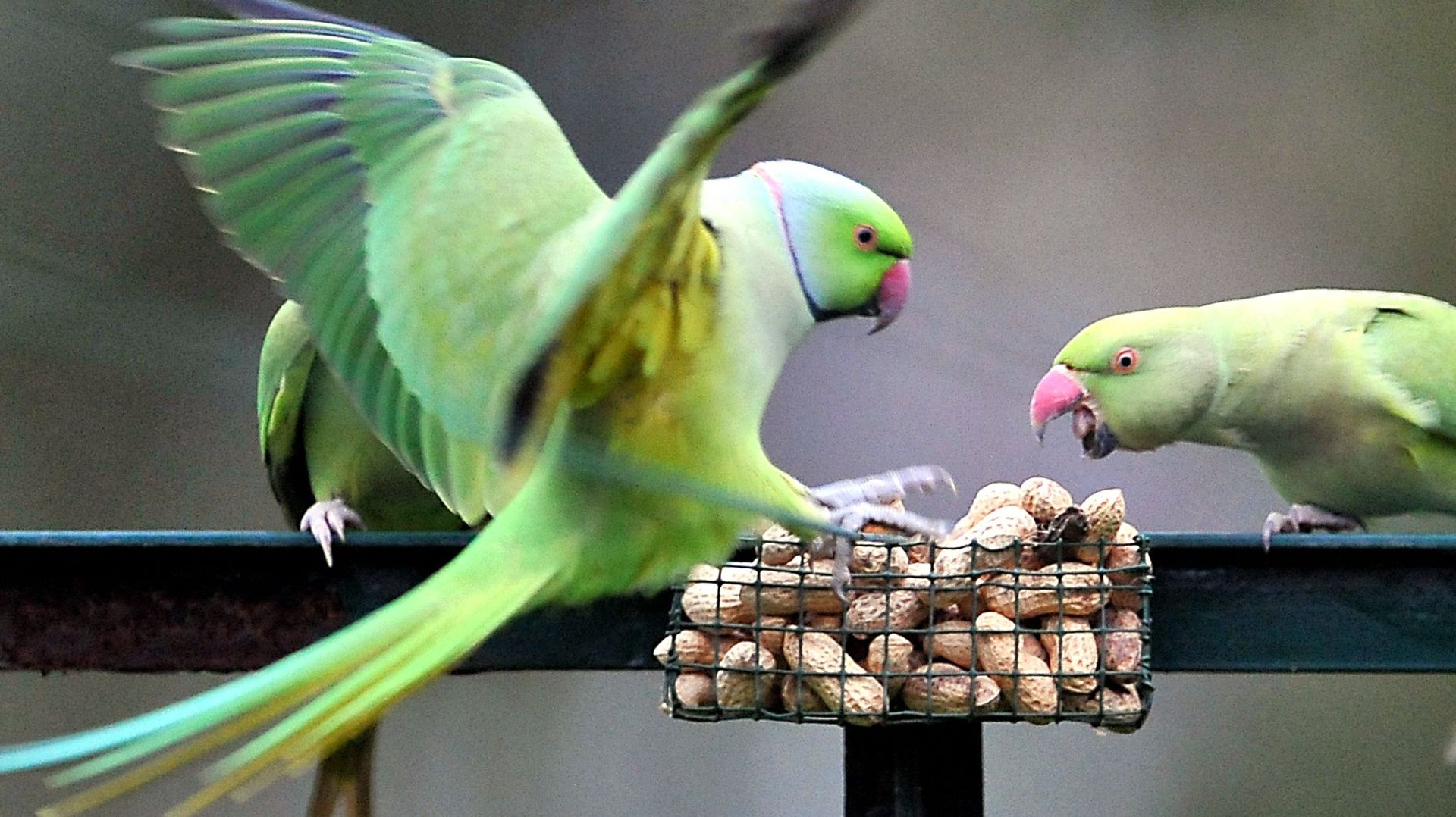 ANIMAUX-OISEAUX-BIODIVERSITE-CLIMAT