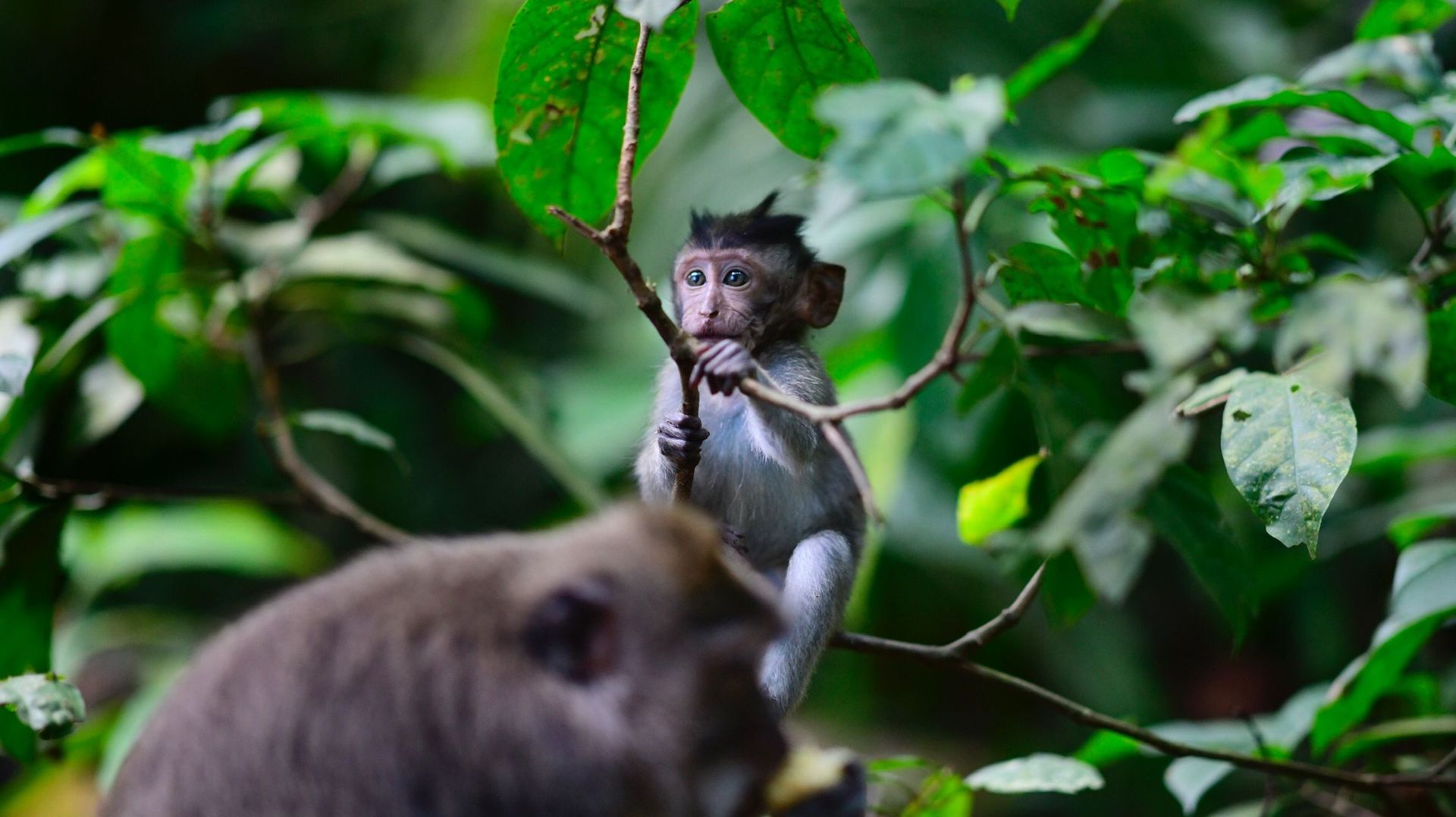 Des singes dans une forêt de Bali