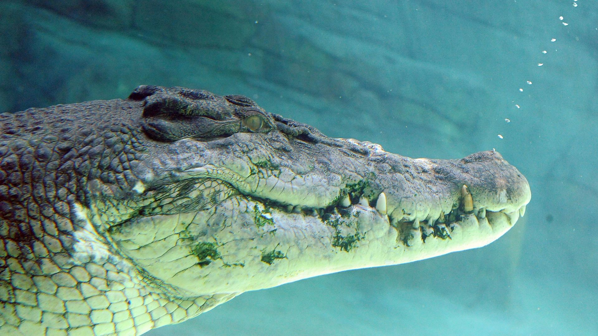 Un crocodile marin