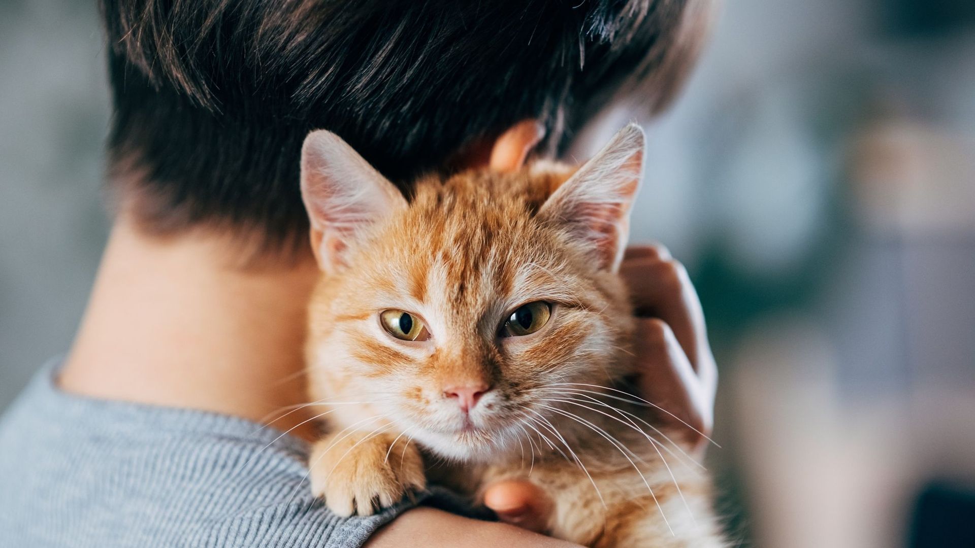 Les chats peuvent aussi souffrir de démence : les huit signes à surveiller