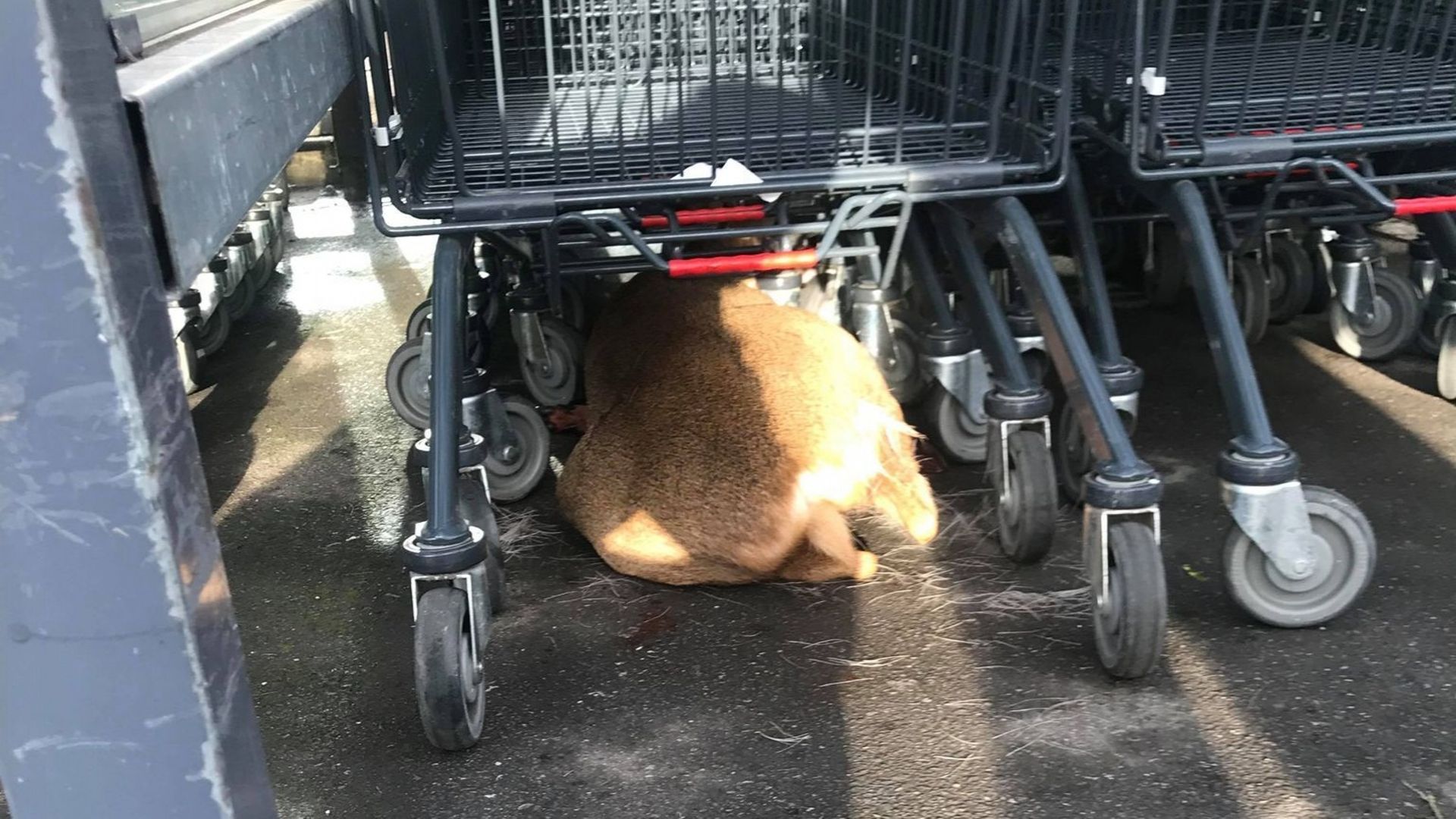Un chevreuil traqué par des chasseurs sur le parking d'un supermarché français 