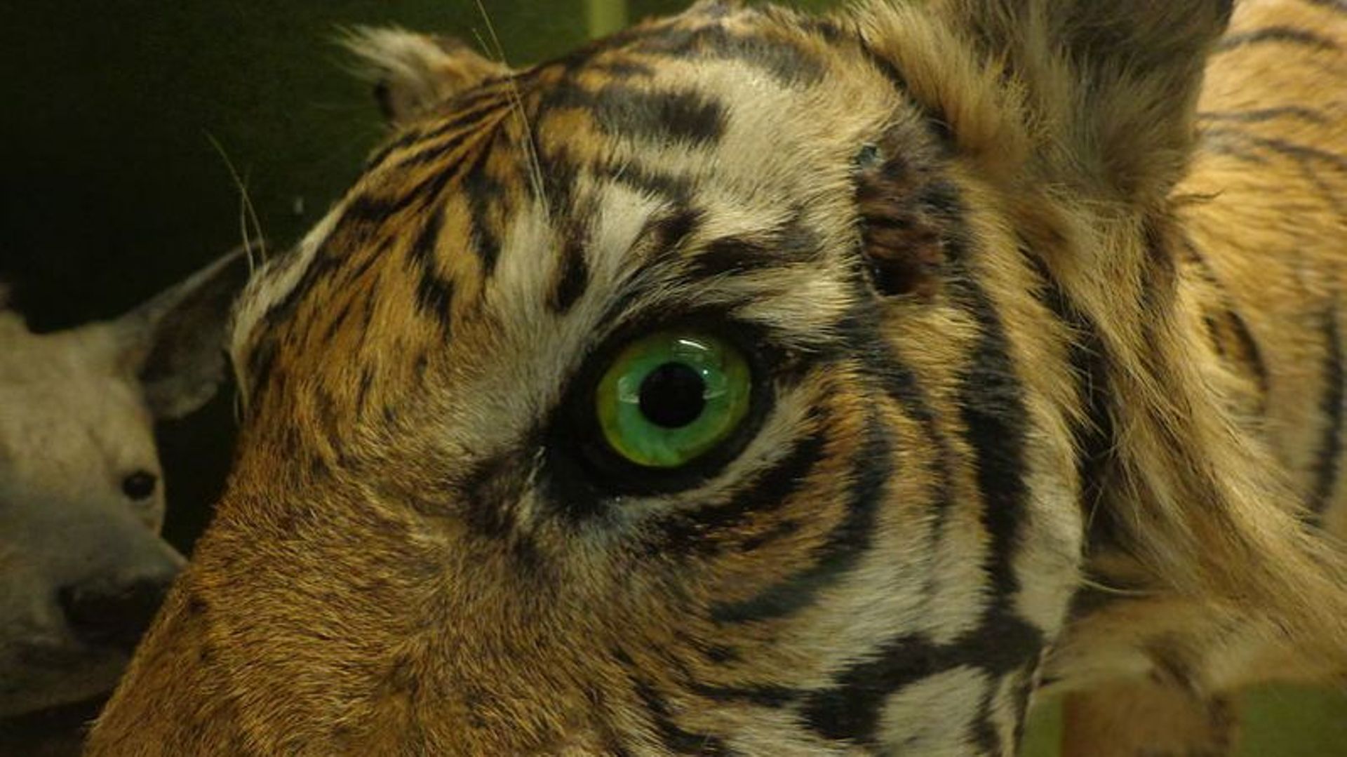 Un tigre empaillé au musée de Strasbourg