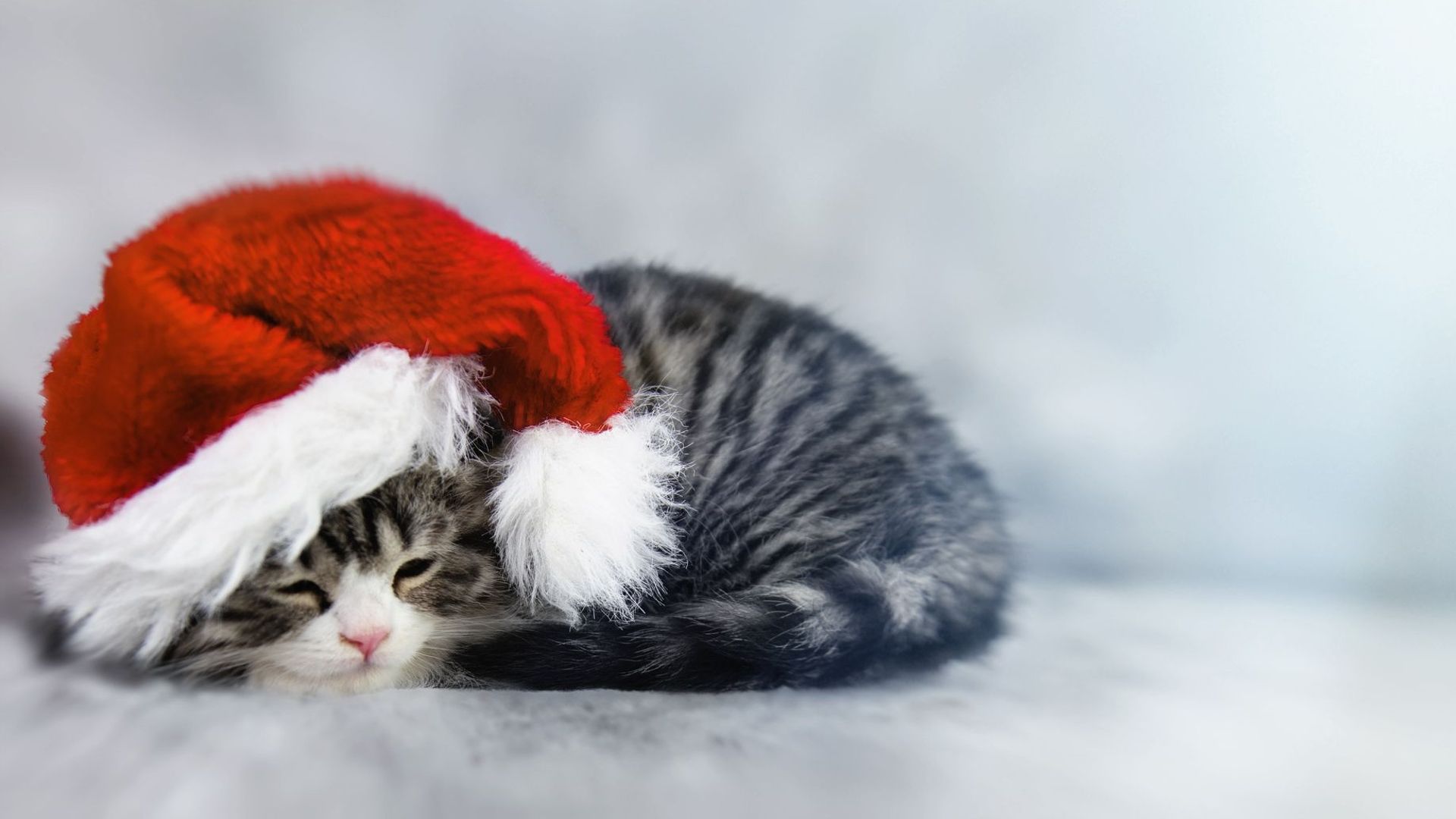 Little Kitty Wearing Santa's Hat. Copy Space.