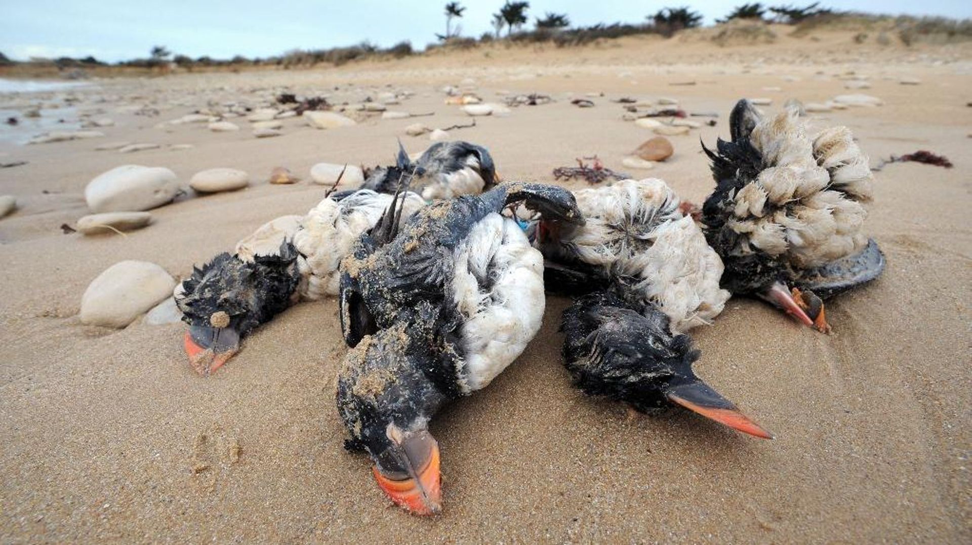 Des macareux morts échoués sur la plage de Sainte-Marie de Ré après les tempêtes le 10 février 2014