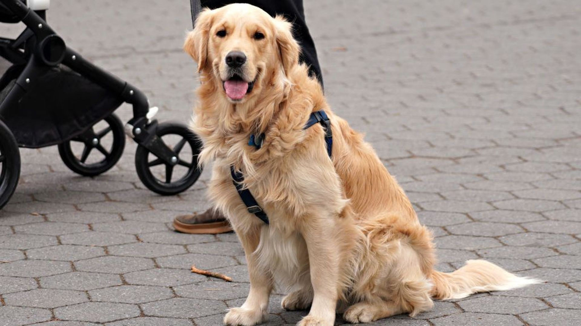 L'Asbl Osmose qui forme des chiens d'assistance a besoin de vous