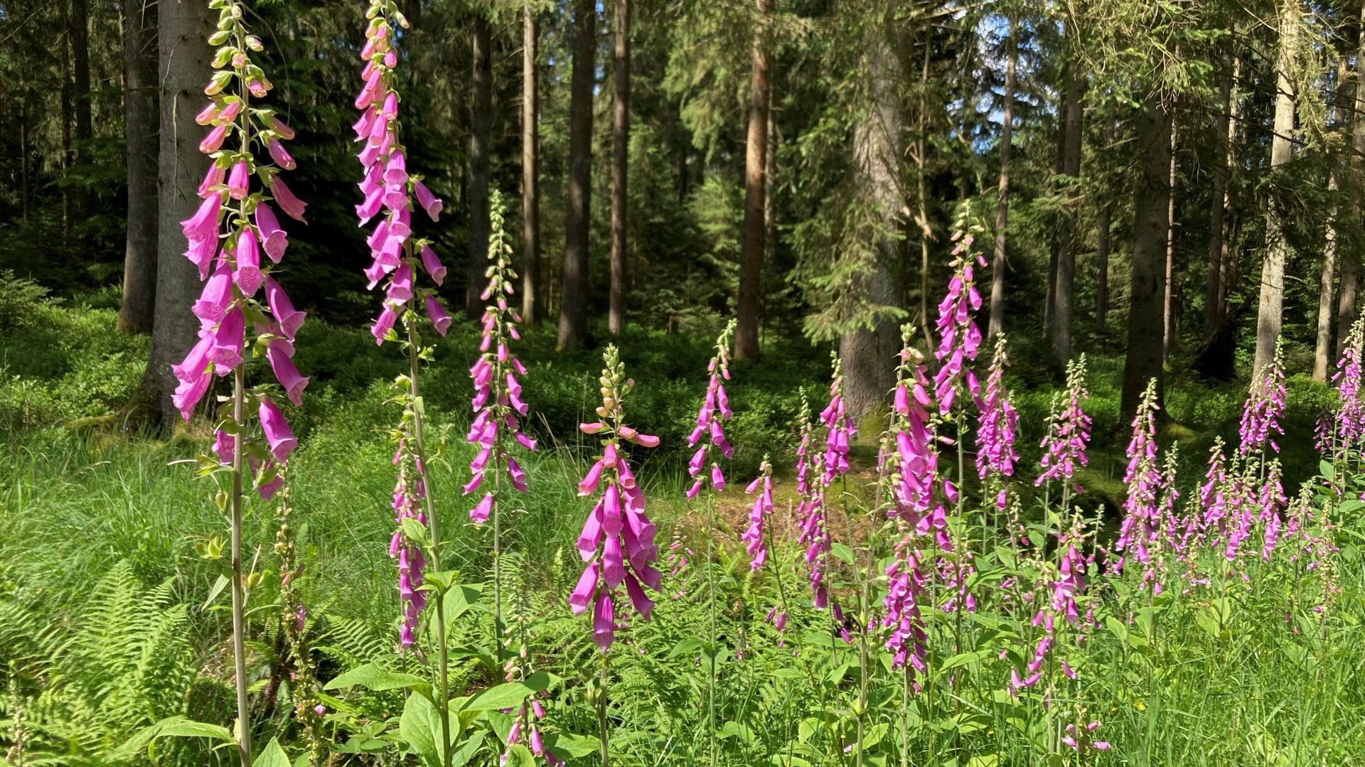 La digitale, une fleur magnifique et...toxique pour l’homme - RTBF Actus