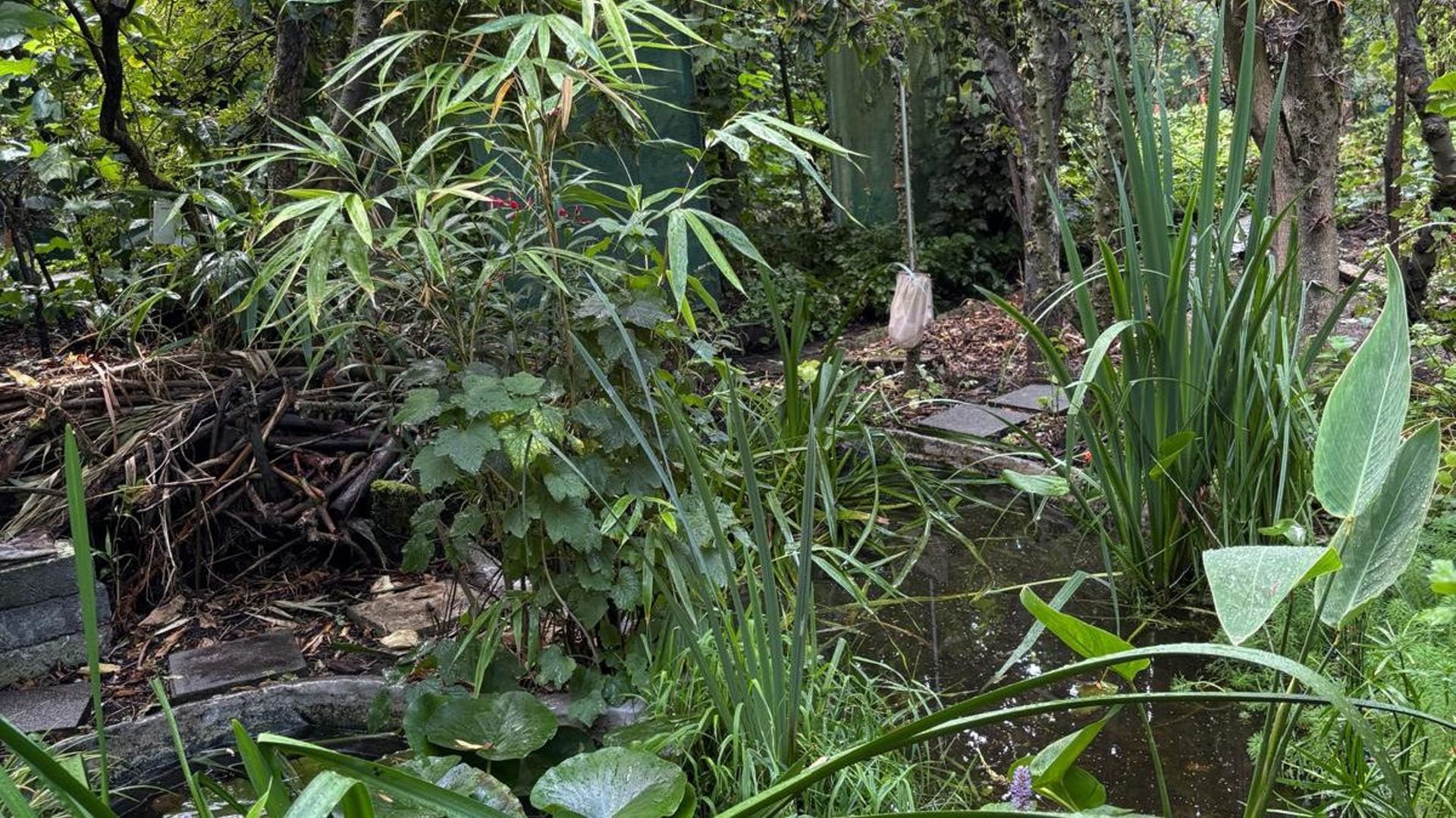 Mouscron : la survie du jardin-fôret où se côtoient des centaines de plantes rares est menacée