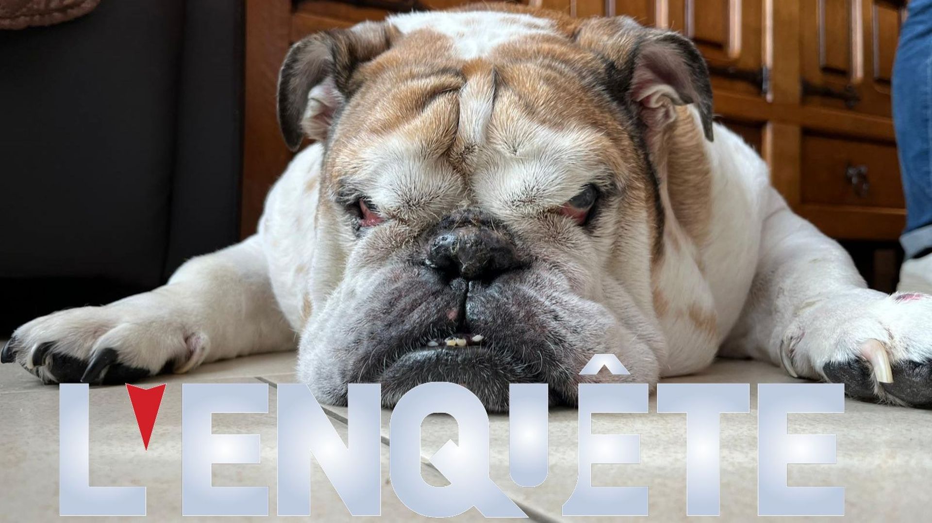 Quand l’esthétique prime sur le bien-être animal : notre enquête sur les chiens et chats hypertypés