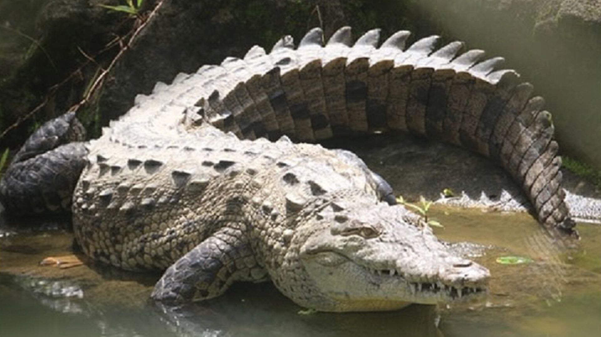 Crocodile femelle du zoo du Costa Rica.