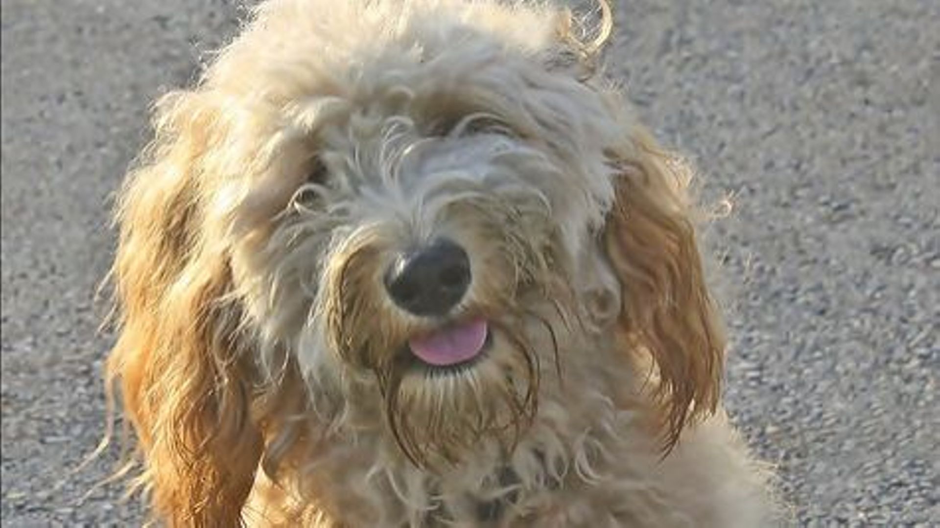 Avec 'Dog TV', la télé, c'est pour les chiens, sans publicité - RTBF Actus