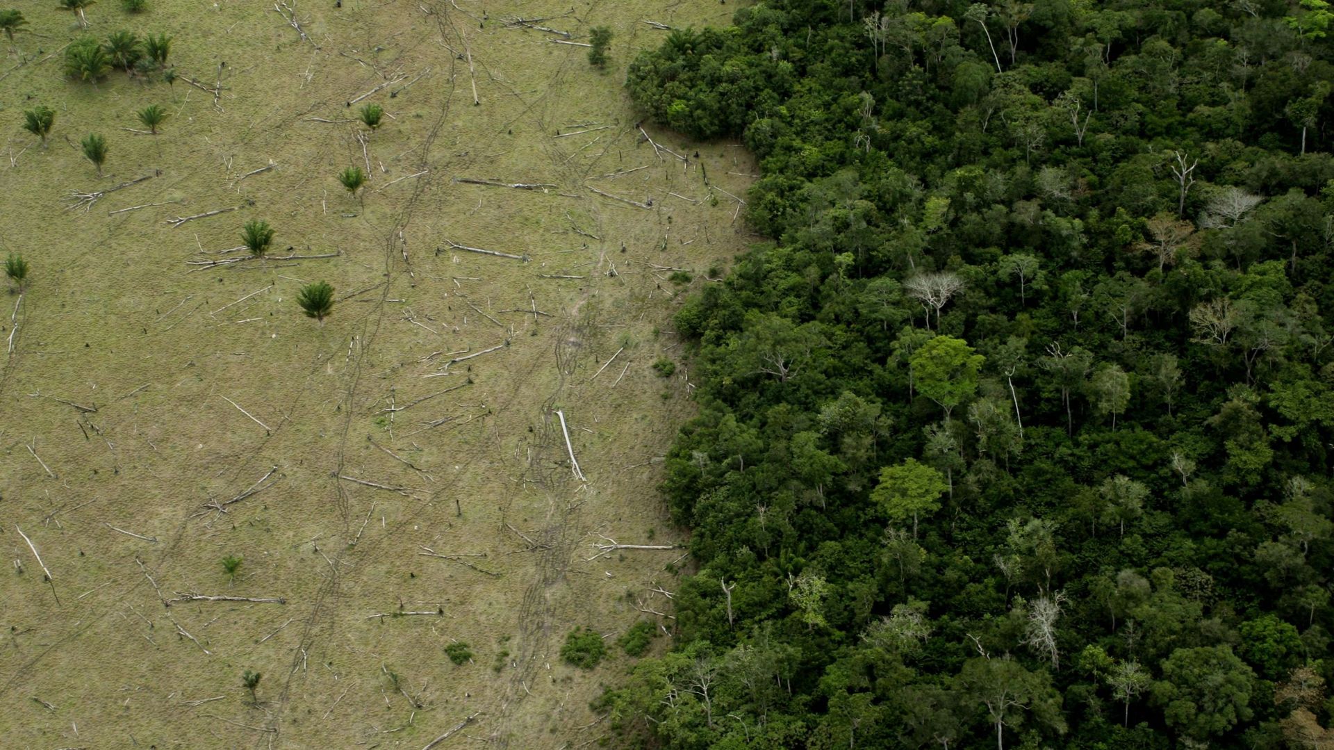 Déforestation en Amazonie pour l'élevage de bovins.