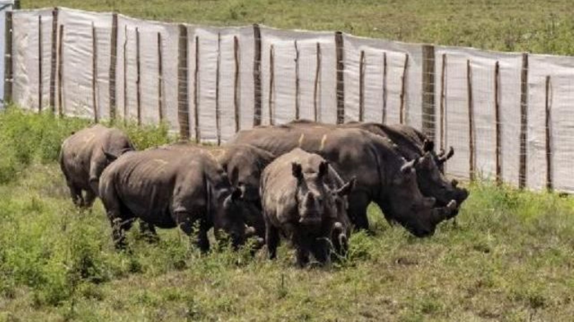 Afrique du Sud : 8 suspects de braconnage arrêtés par les autorités de parcs nationaux