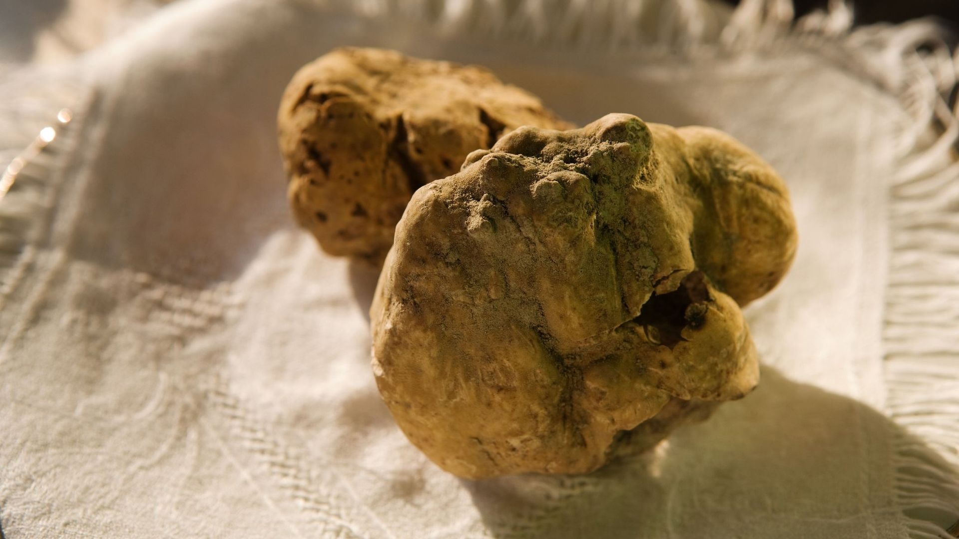 Sur les traces de la première truffe blanche cultivée.
