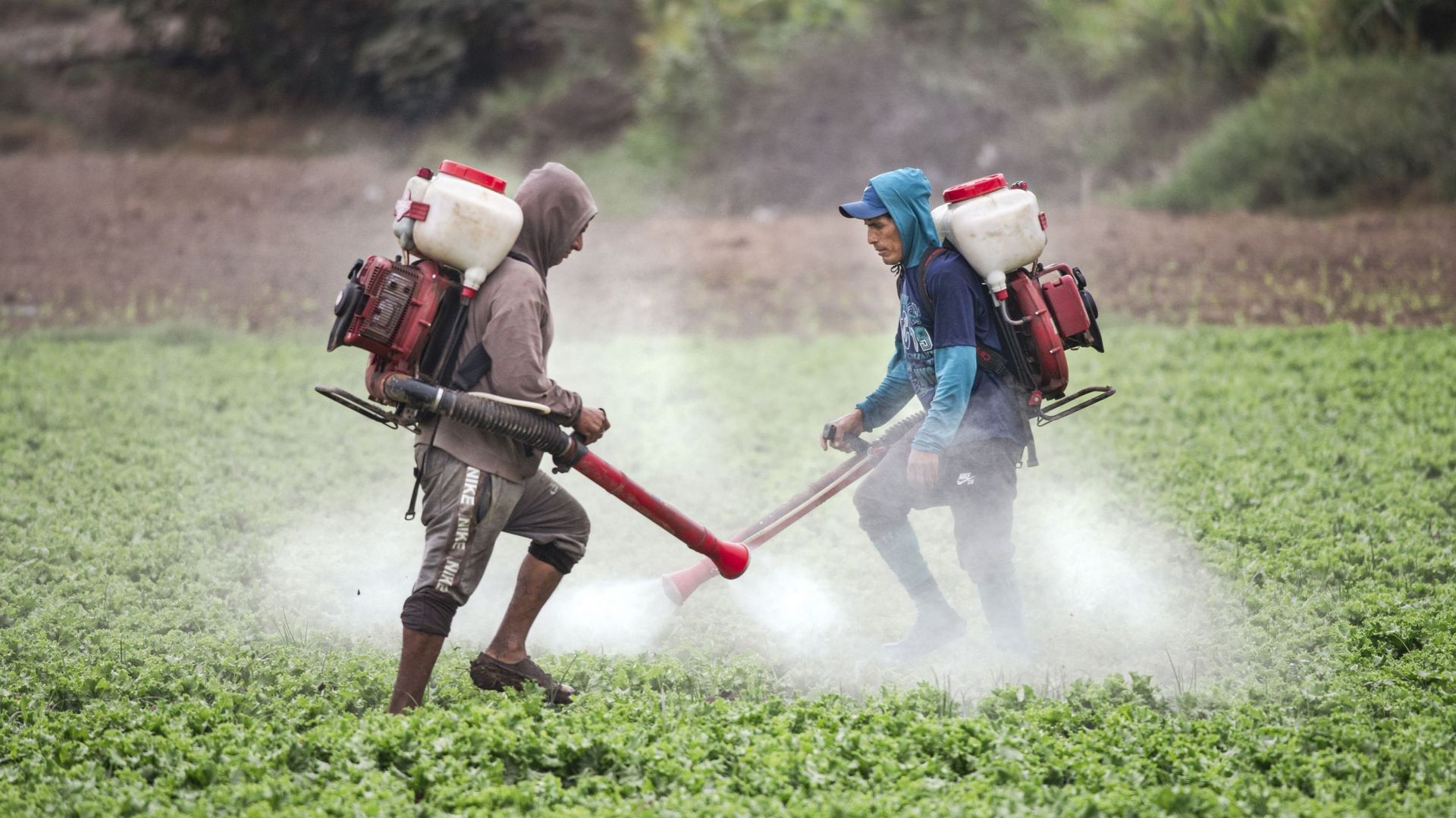 Au Pérou, des adolescents sans aucune protection pulvérisent des pesticides exportés d’Europe, alors qu’ils sont interdits chez nous. C’est ce qu’ont montré le journaliste Frédéric Loore et le photographe Roger Job pour Paris-Match Belgique et LN24.