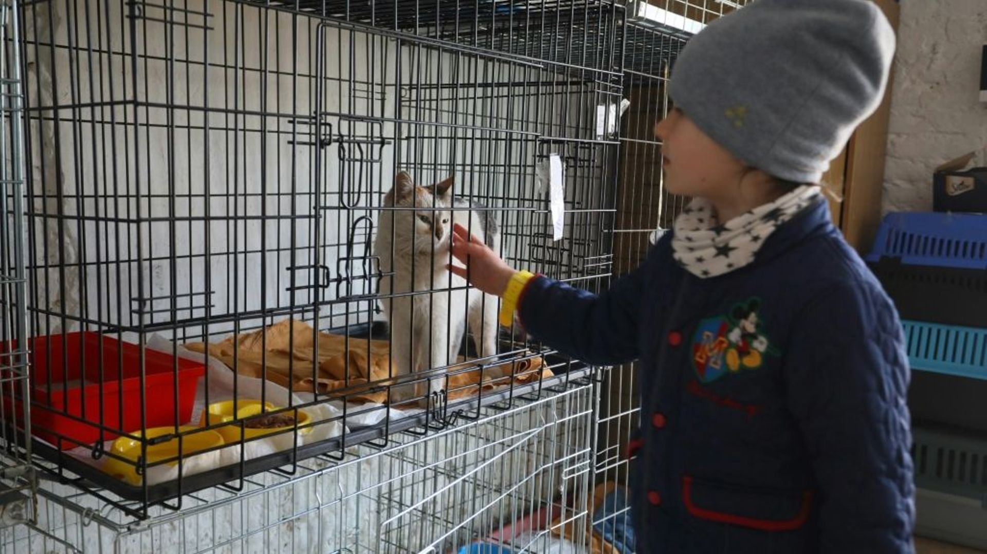 Une enfant caresse un chat dans un refuge pour animaux de Lviv, le 26 mars 2022 en Ukraine