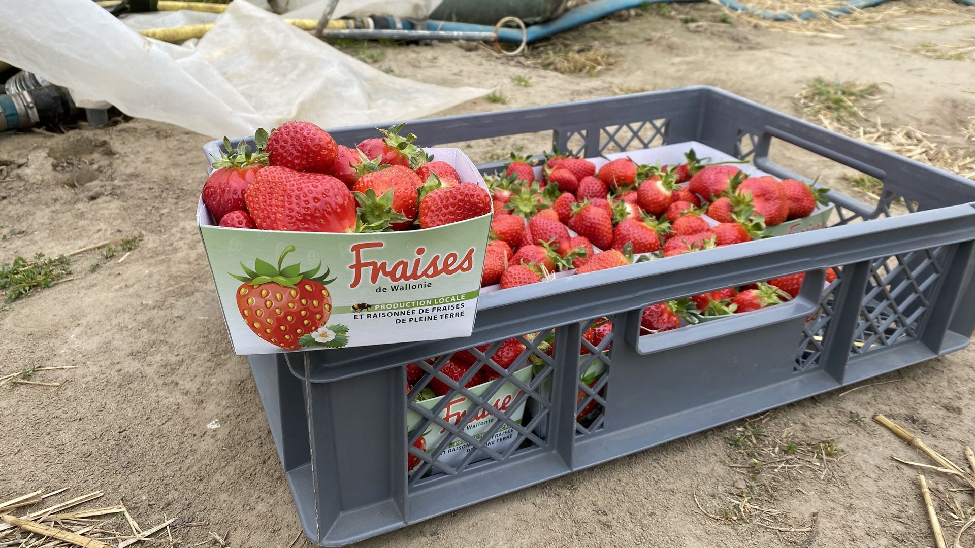 47 producteurs de fraises wallons se sont associés pour lancer ce nouveau label.
