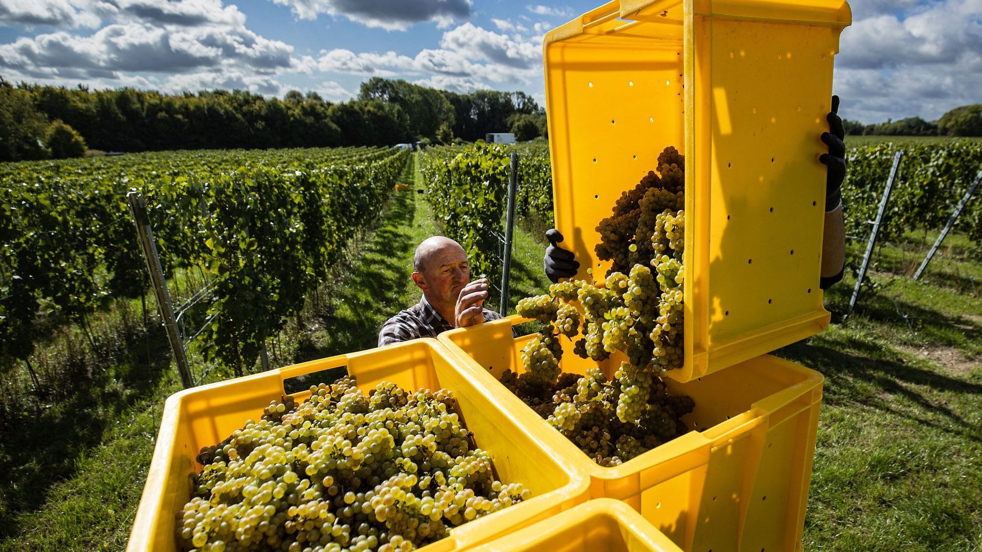 Avec le changement climatique, le chardonnay prend racine dans les Hauts-de-France.