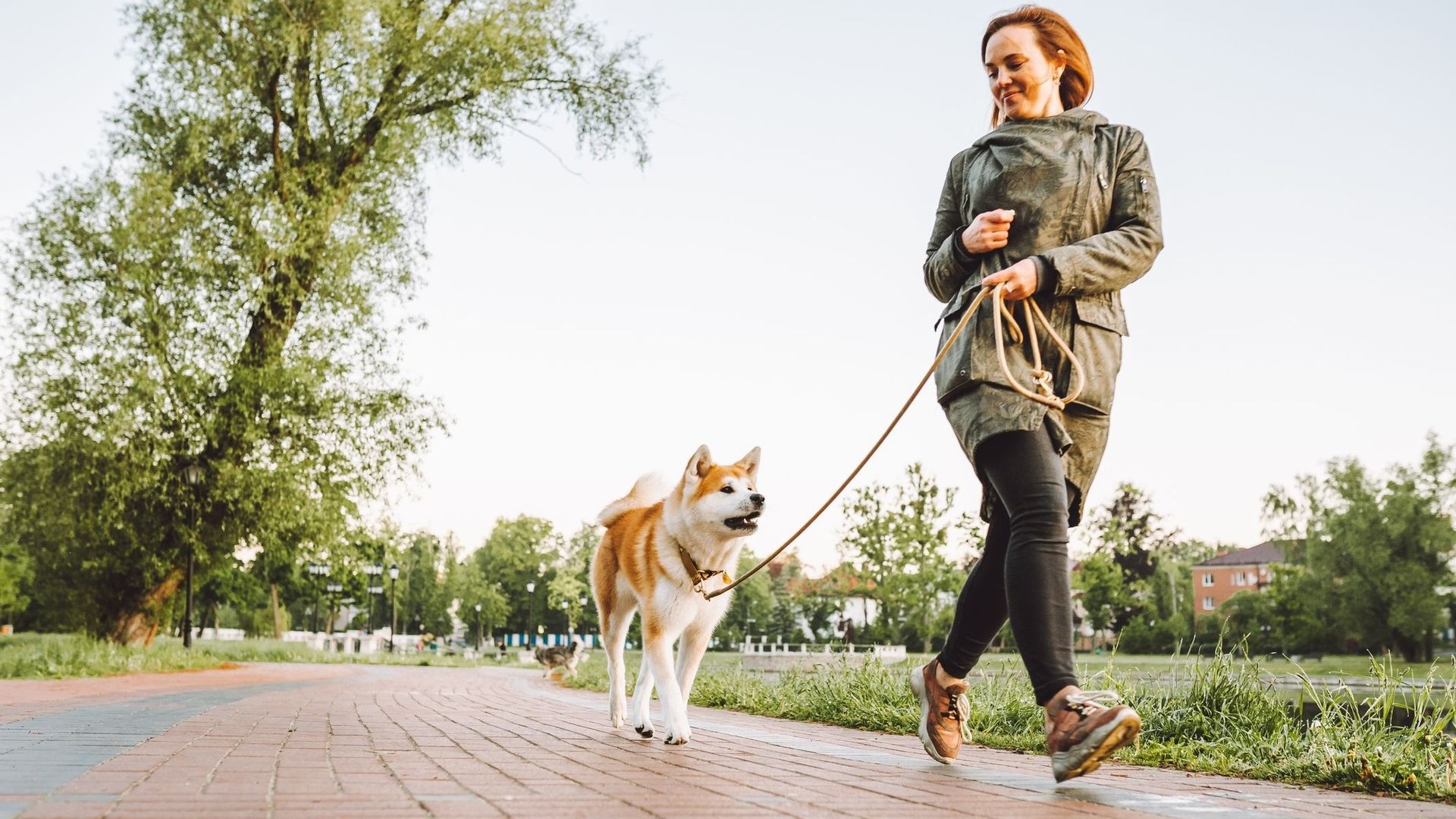 Comment rendre les villes plus adaptées au bien-être des chiens ?
