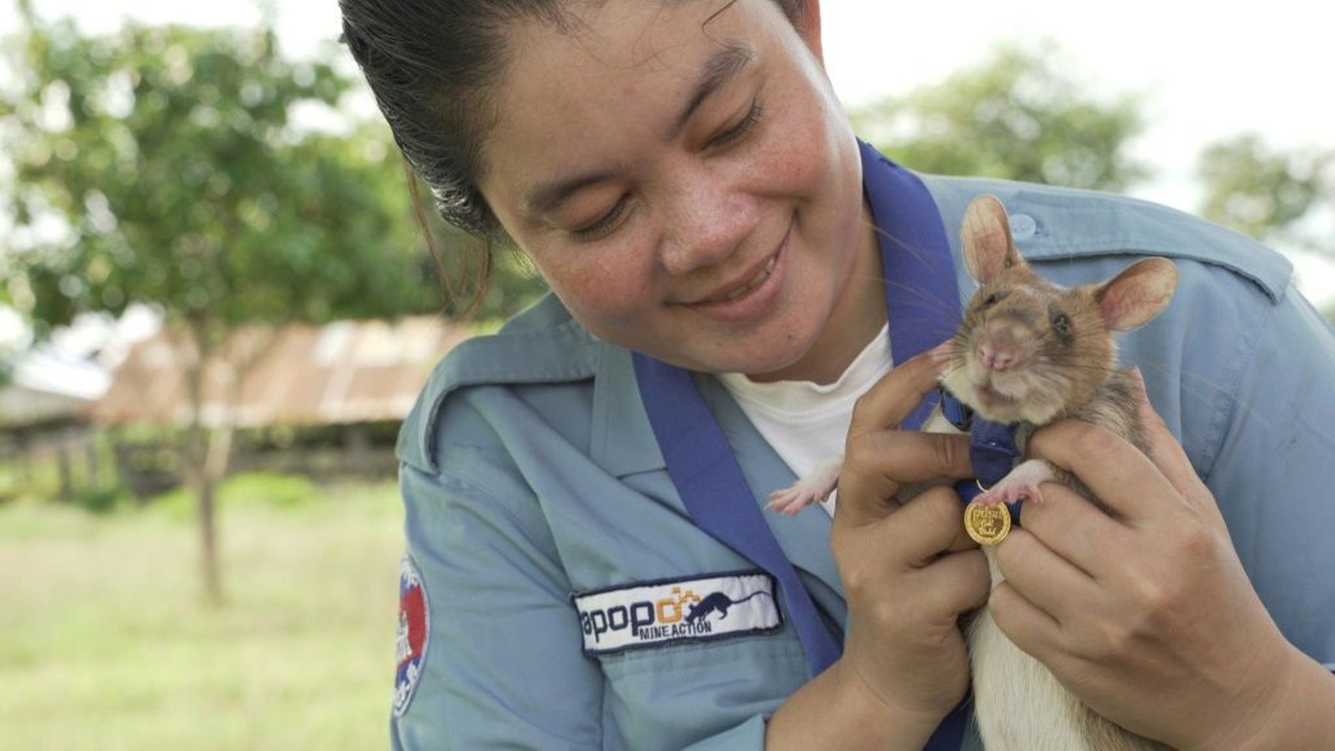 Photo non datée de Magawa, un rat africain géant détecteur de mines au Cambodge, fournie le 25 septembre 2020 par l'association britannique de protection des animaux PDSA qui lui a décerné une médaille d'or pour sa bravoure 