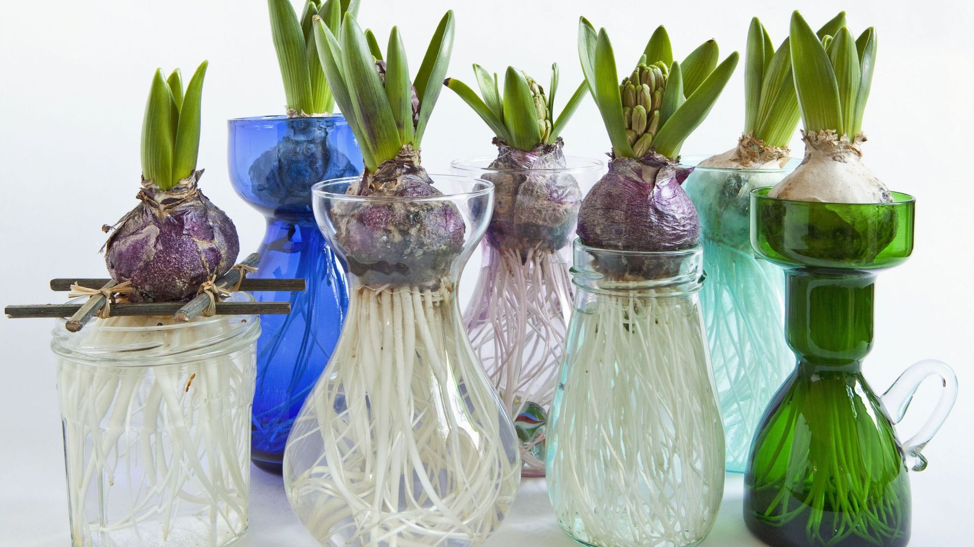 La plantation des jacinthes au jardin - RTBF Actus