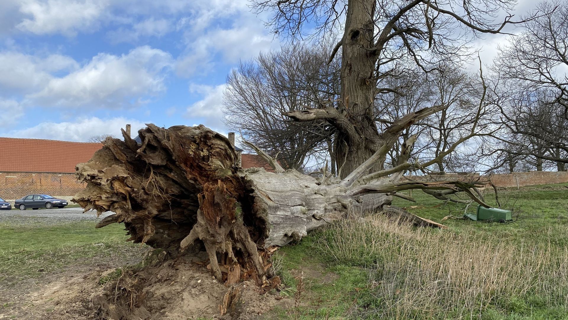 L'arbre qui s'est effondré cette nuit avait déjà souffert d'une grosse tempête en 2019 et les pluies de ces derniers mois ont encore fragilisé son enracinement.