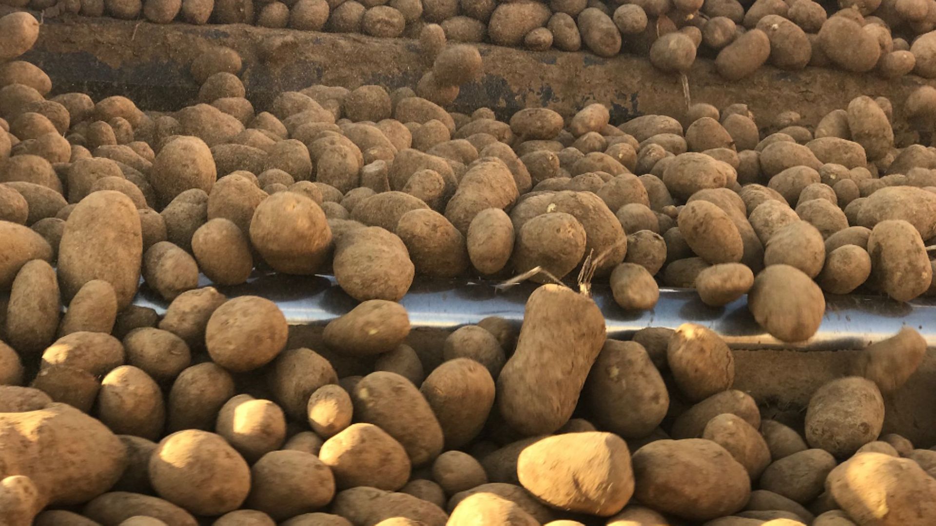 Pommes de terre: l'équivalent de 30 000 camions bloqués dans les hangars