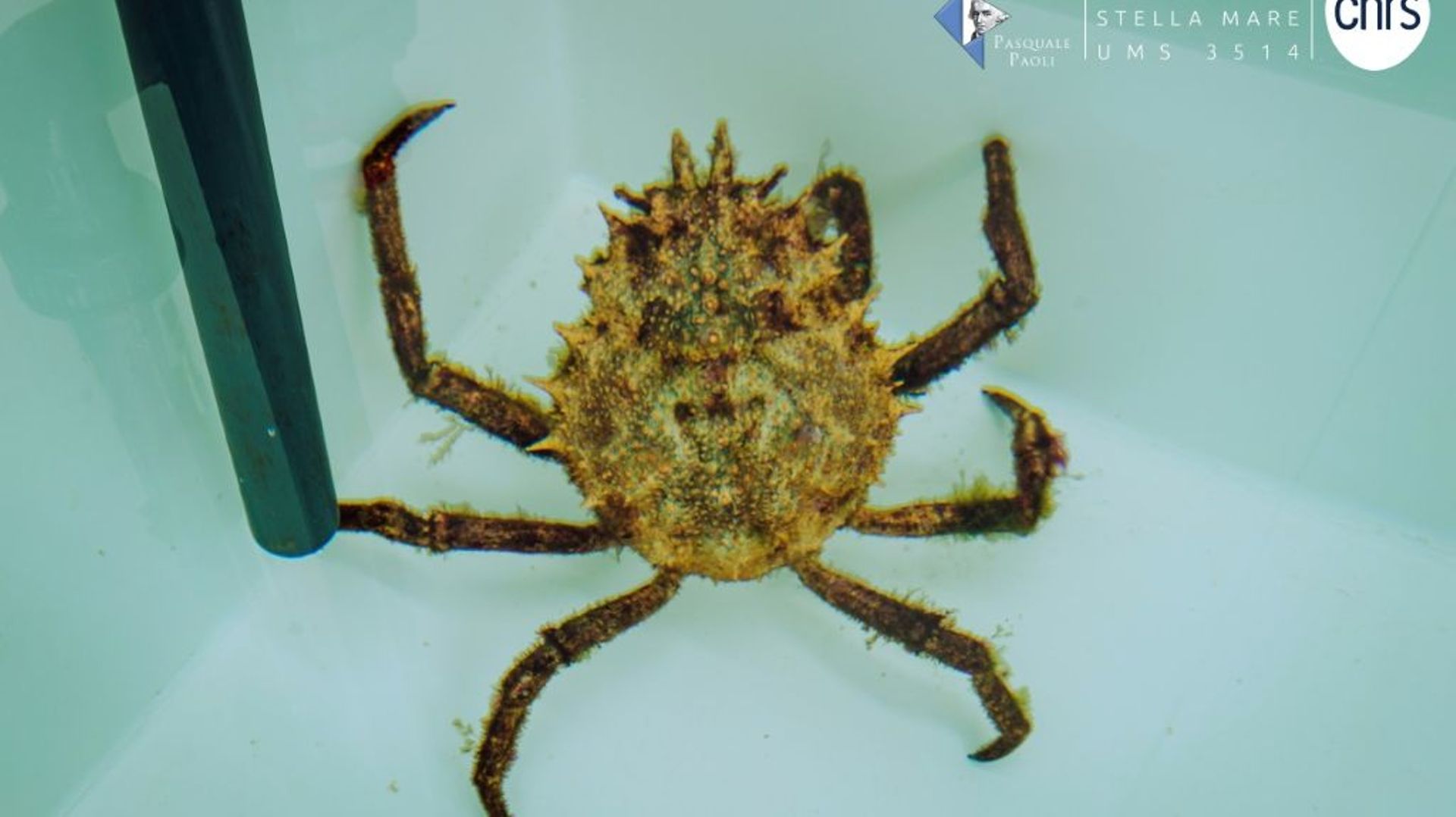 Photo diffusée par le laboratoire Stella Mare, le 18 octobre 2021, d'une araignée de Méditerranée juvénile
