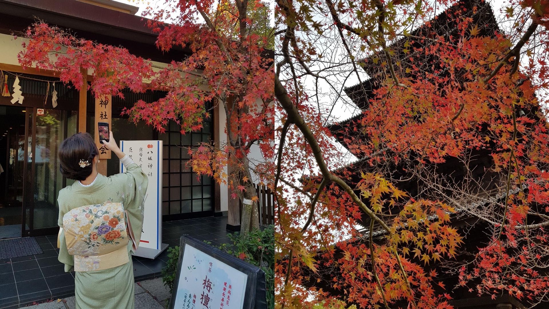 Momiji : l'art de contempler les couleurs de l'automne.
