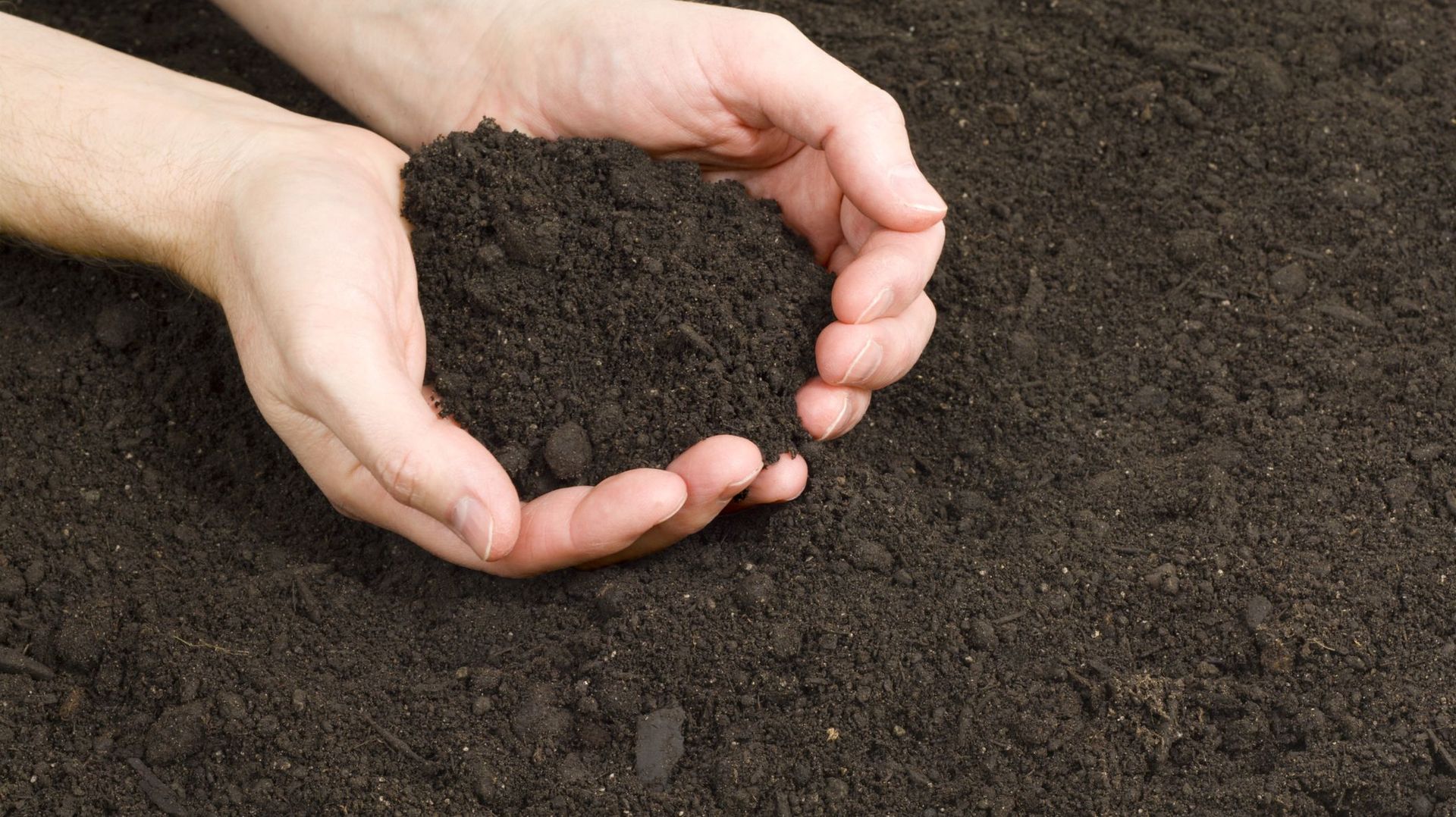 Jardin Quel terreau choisir pour cultiver quelques légumes ? RTBF Actus