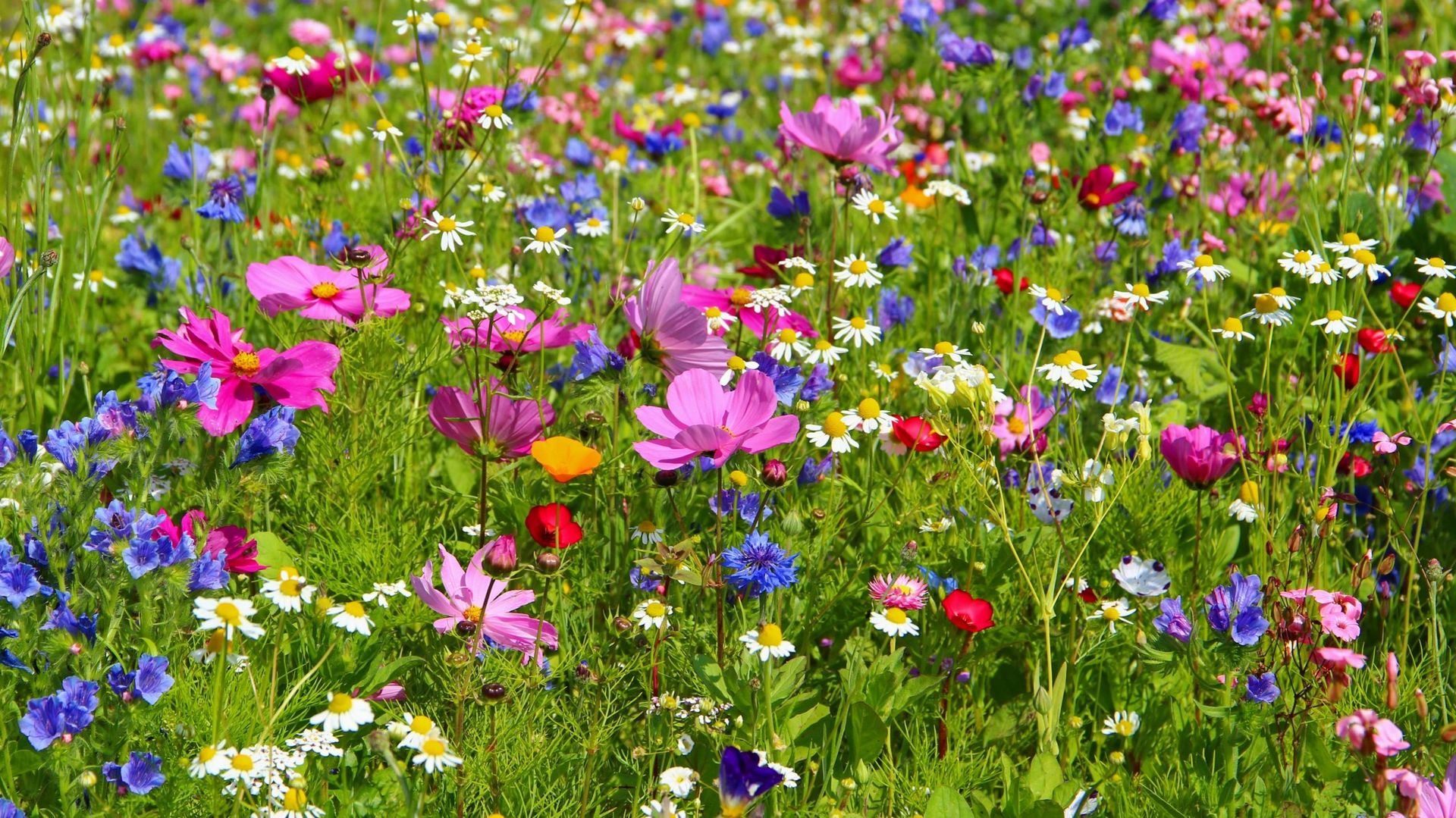 La Wallonie compte de plus en plus de producteurs de fleurs coupées locales et de saison. Certains fournissent des fleuristes et/ou proposent la vente directe aux consommateurs. 
 
