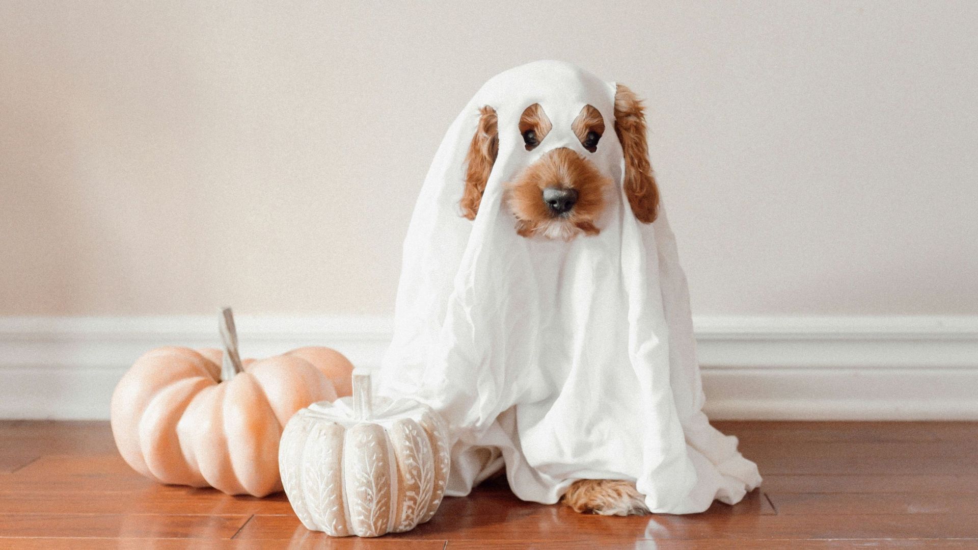 La minute historique : pourquoi se déguise-t-on à Halloween ?