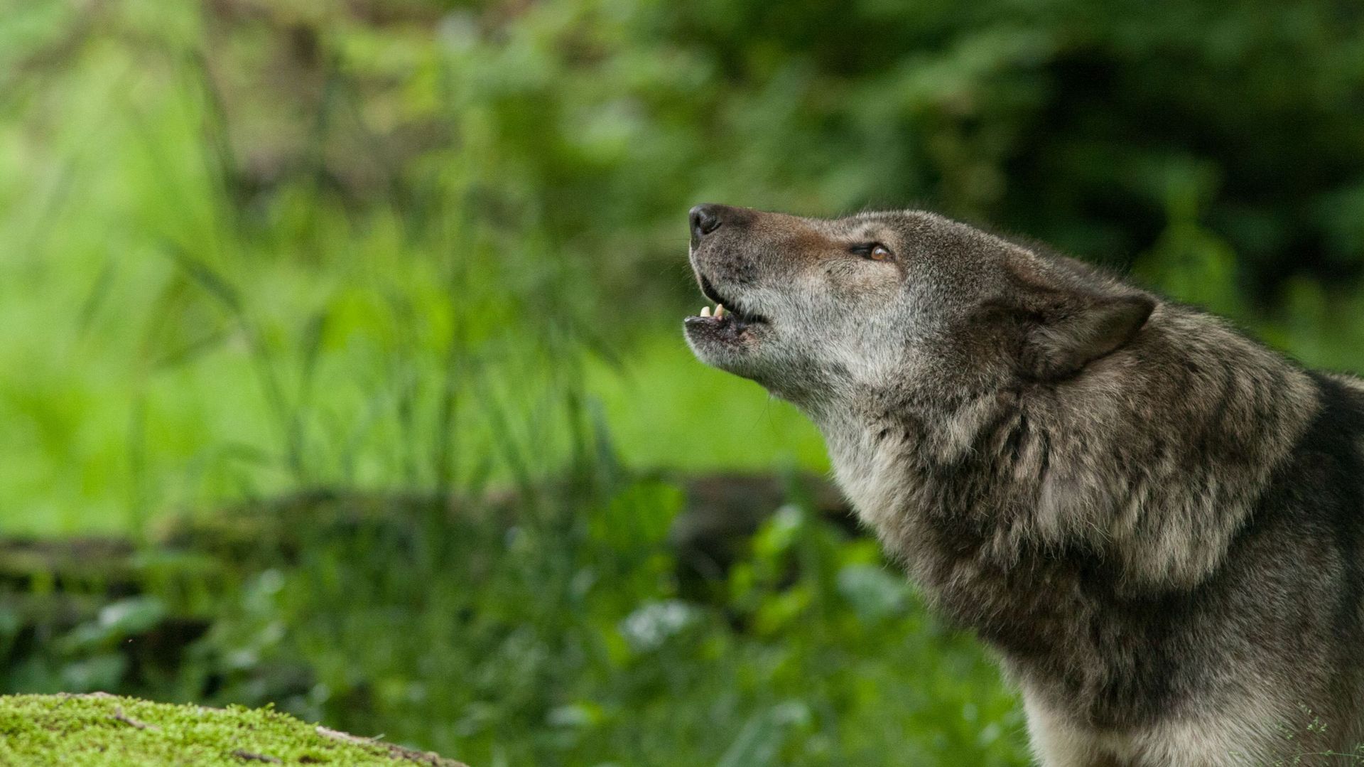 Le loup fait sa réapparition :-) - RTBF Actus