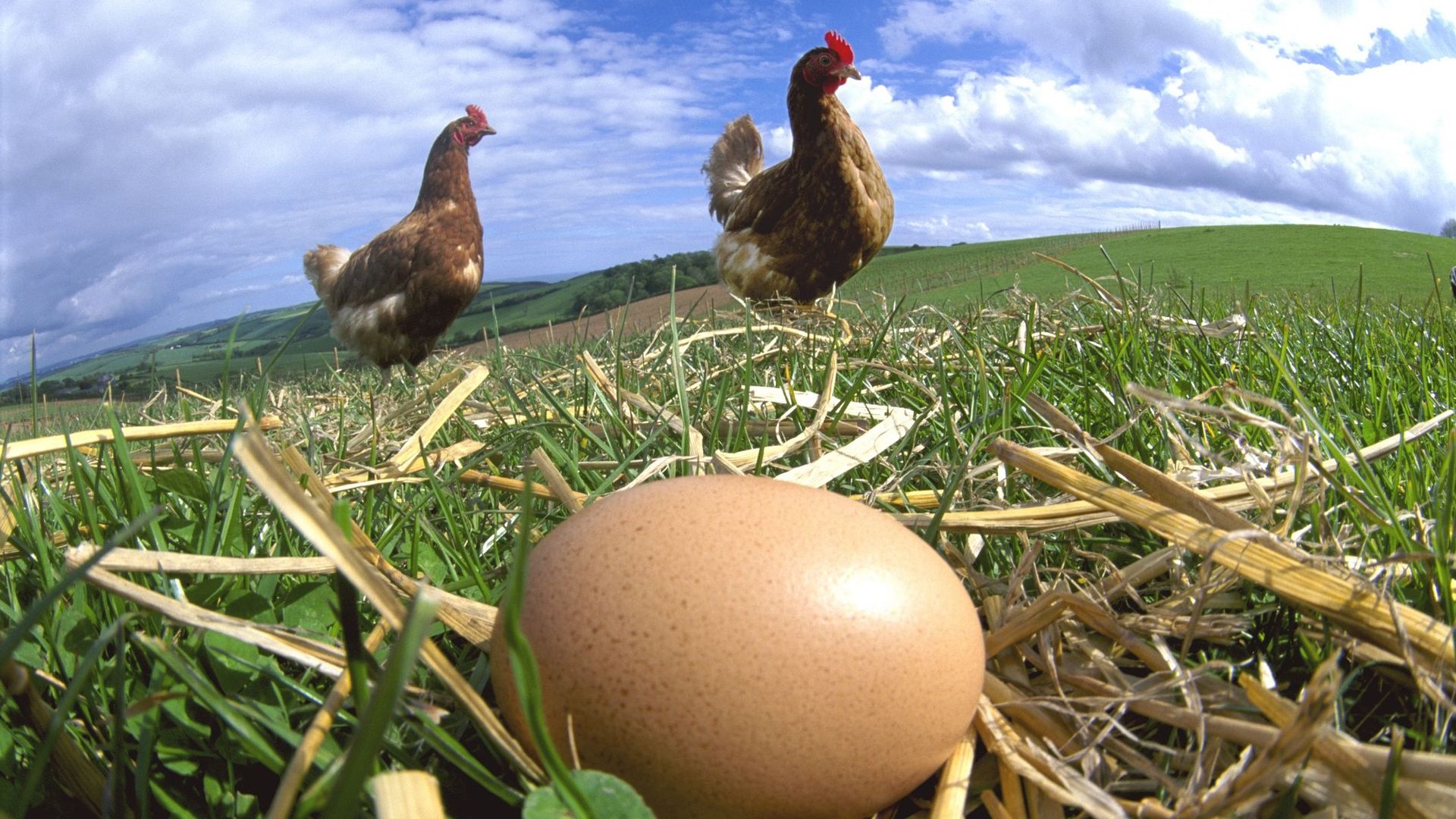Consommer entre 3 et 6 œufs par semaine pourrait doper la santé cardiovasculaire.