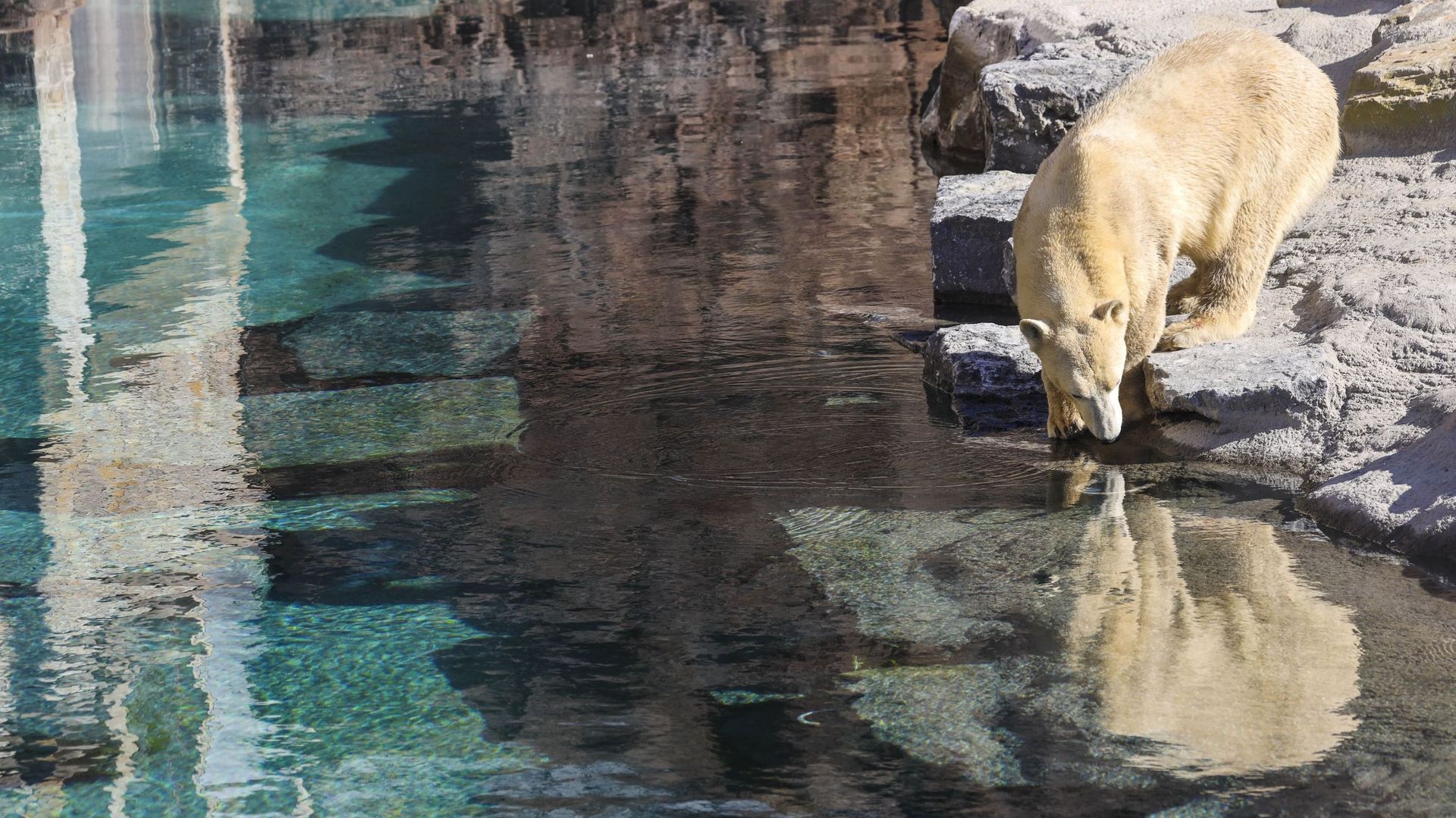 Les ours blancs dans la Terre du Froid, l’eau est à 17°