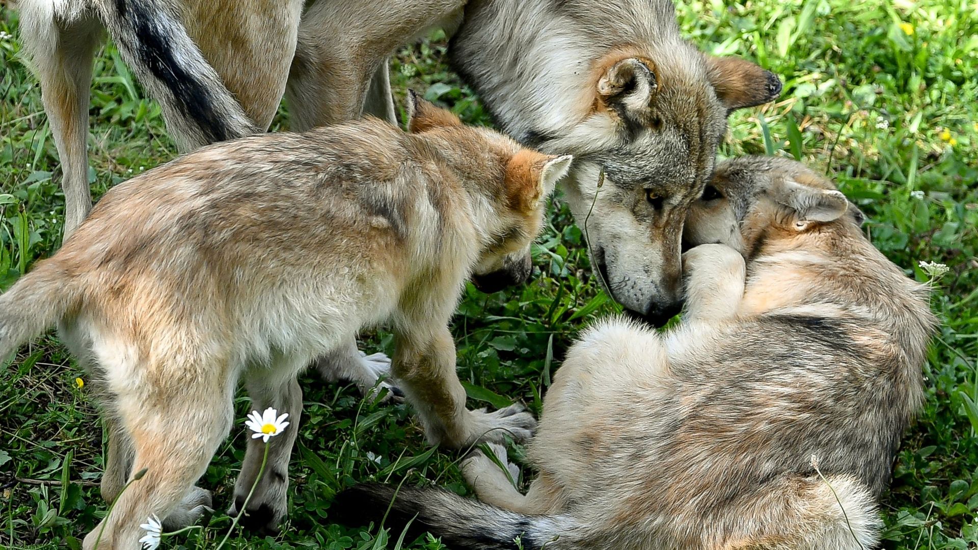 Images d’illustration de loups
