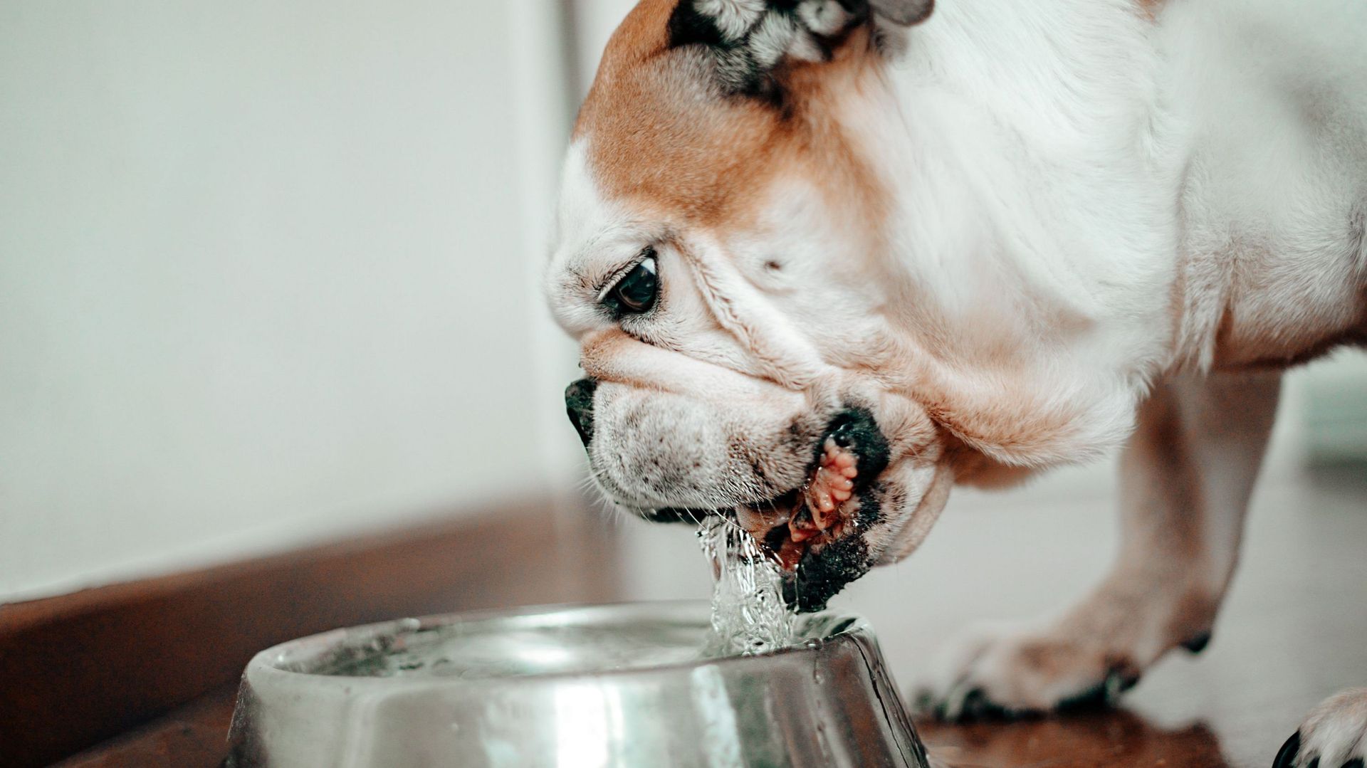 Que faire si son chien ne boit pas assez malgré la chaleur ? RTBF Actus
