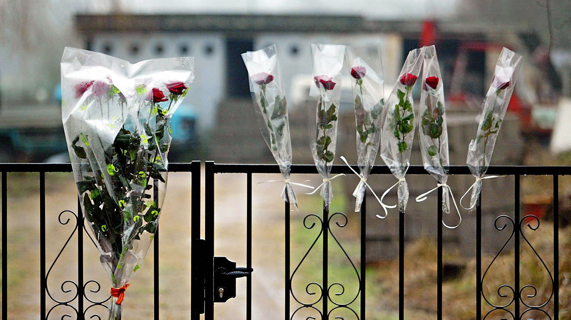 Des roses rouges en hommage à des victimes du crash du Boeing 737 au large de la station balnéaire égyptienne de Charm-el-Cheikh