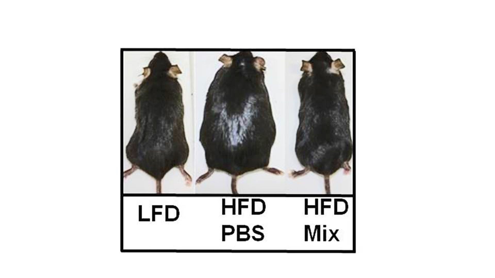 A gauche, une souris nourrie normalement; au milieu, une souris gavée avec des aliments très riches; à droite, une souris gavée également mais recevant le probiotique.