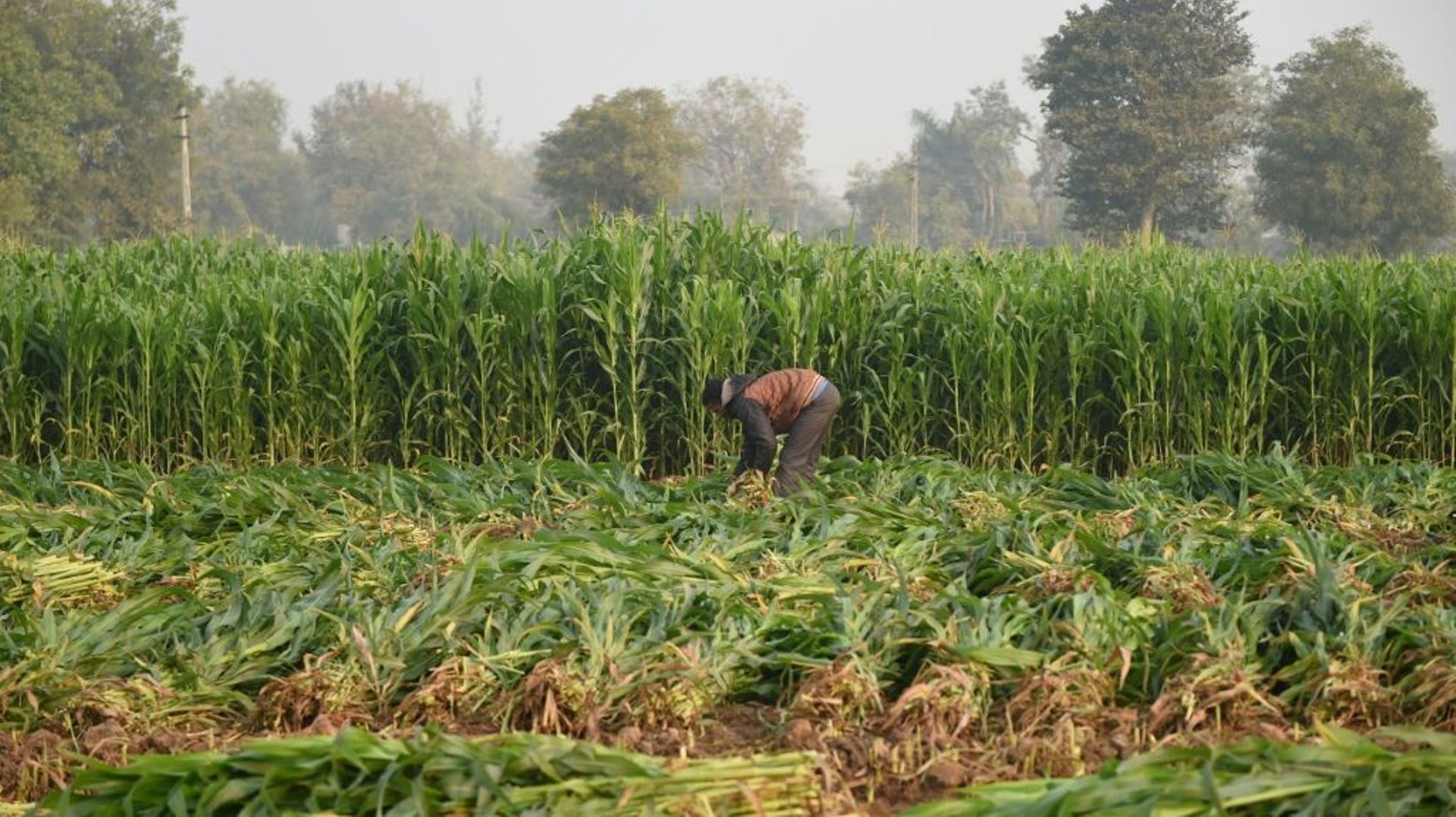 Un champ de maïs près d'Ahmedabad, en Inde, le 5 février 2019