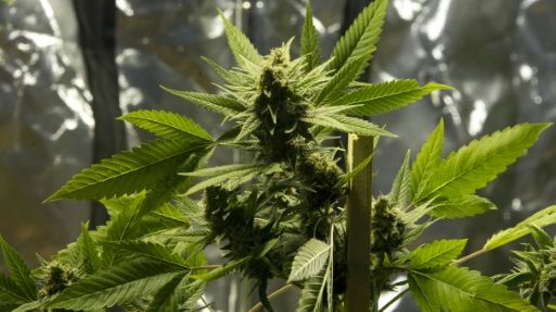 Un plant de cannabis présenté le 15 décembre 2014 à Montevideo lors d'un salon consacré à cette drogue douce 