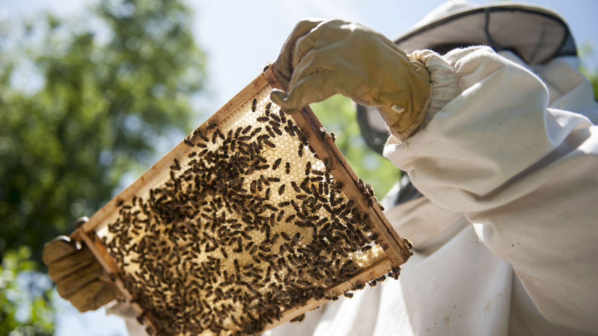 "Sauvons les abeilles !": une action des citoyens européens