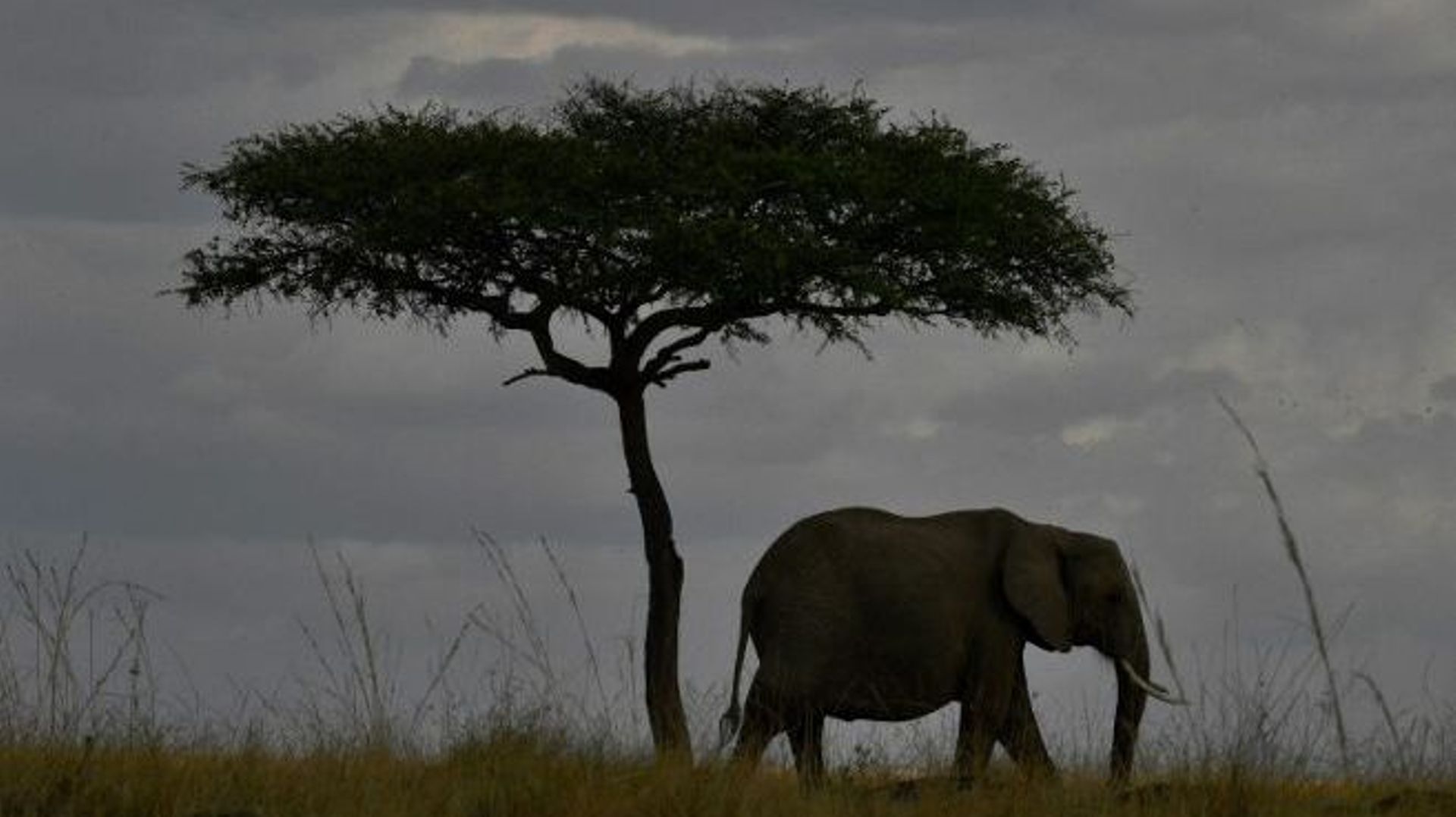 Quelle protection pour les éléphants ?