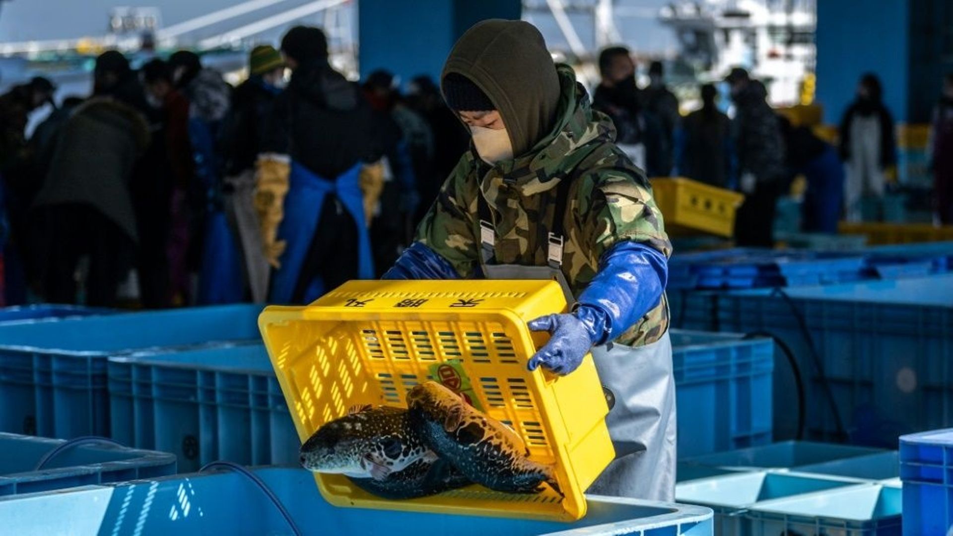 Le fugu, poisson de l'espoir pour les pêcheurs de Fukushima.