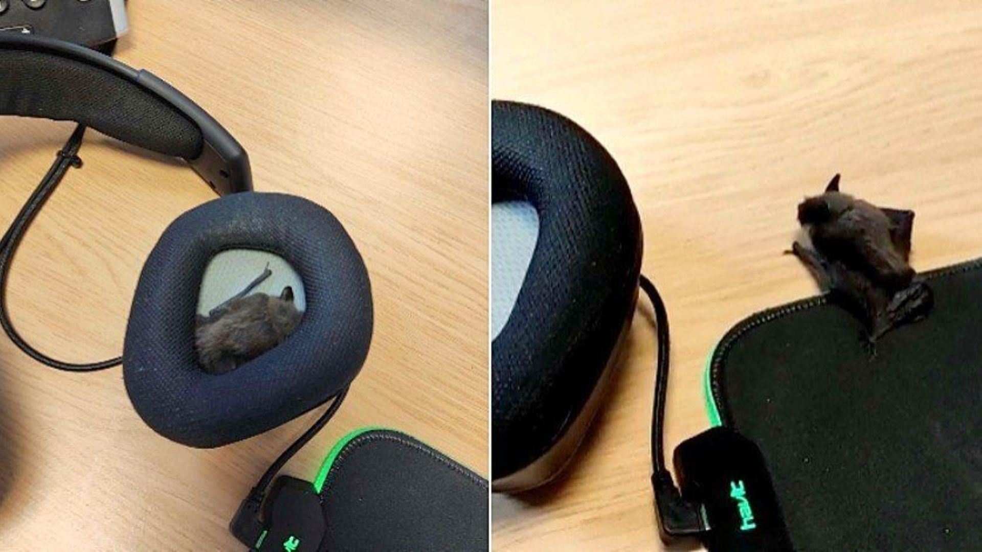 Un employé découvre une chauve-souris dans son casque