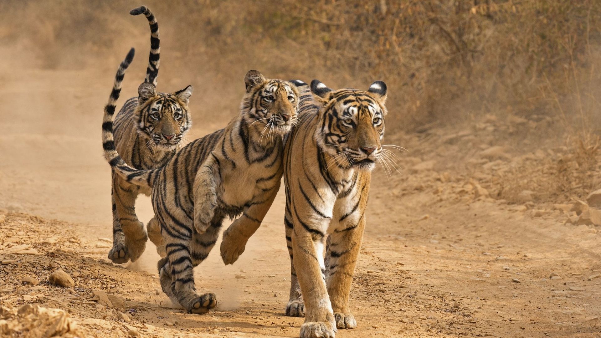 En Inde, la préservation des tigres est bénéfique au climat.