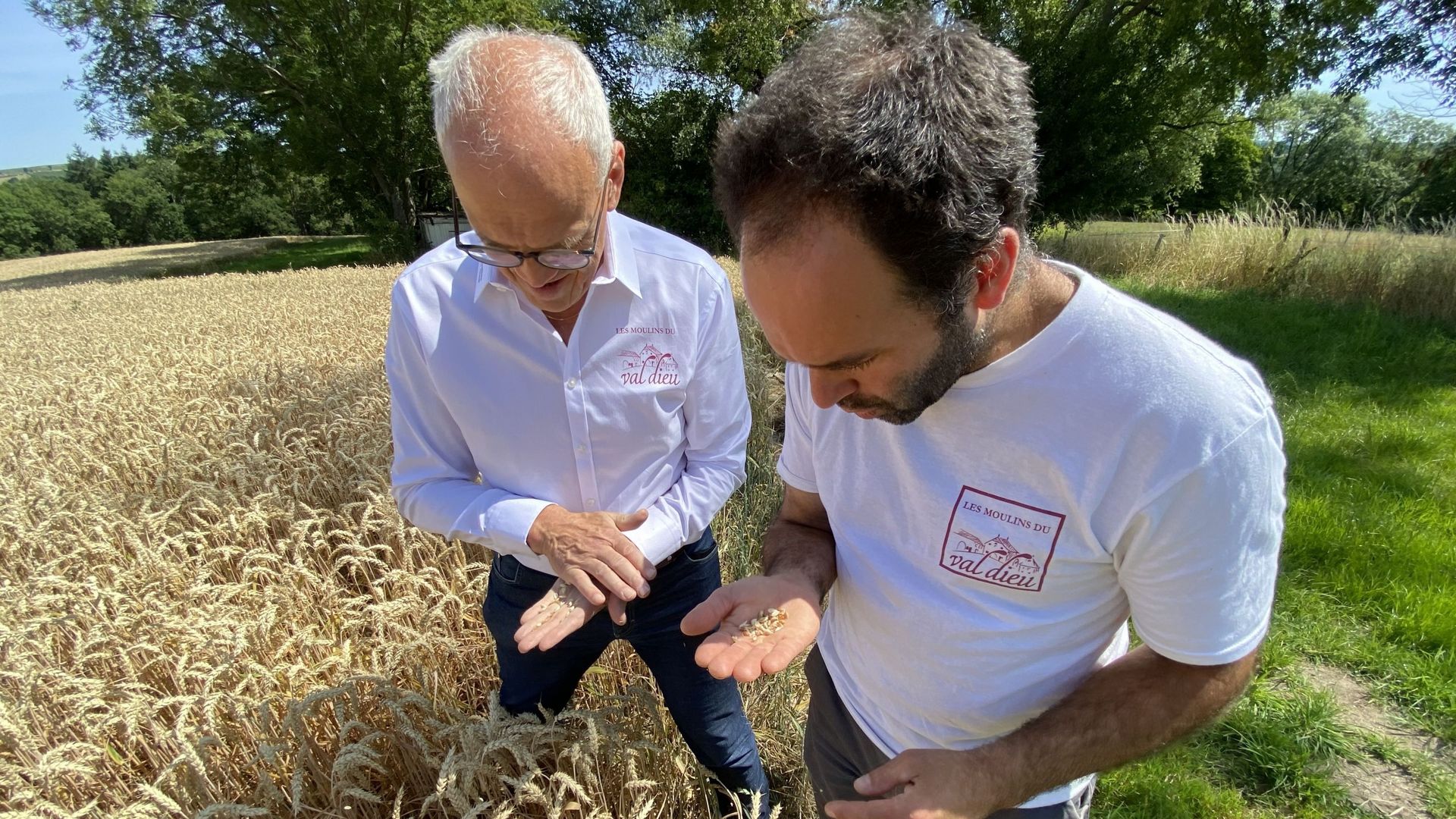 Benoît Brouwers et Benoît Thyberghein, les deux patrons des "Moulins du Val Dieu" testent une dernière fois les grains ; le temps chaud les a bien fait mûrir. Bientôt la première récolte !