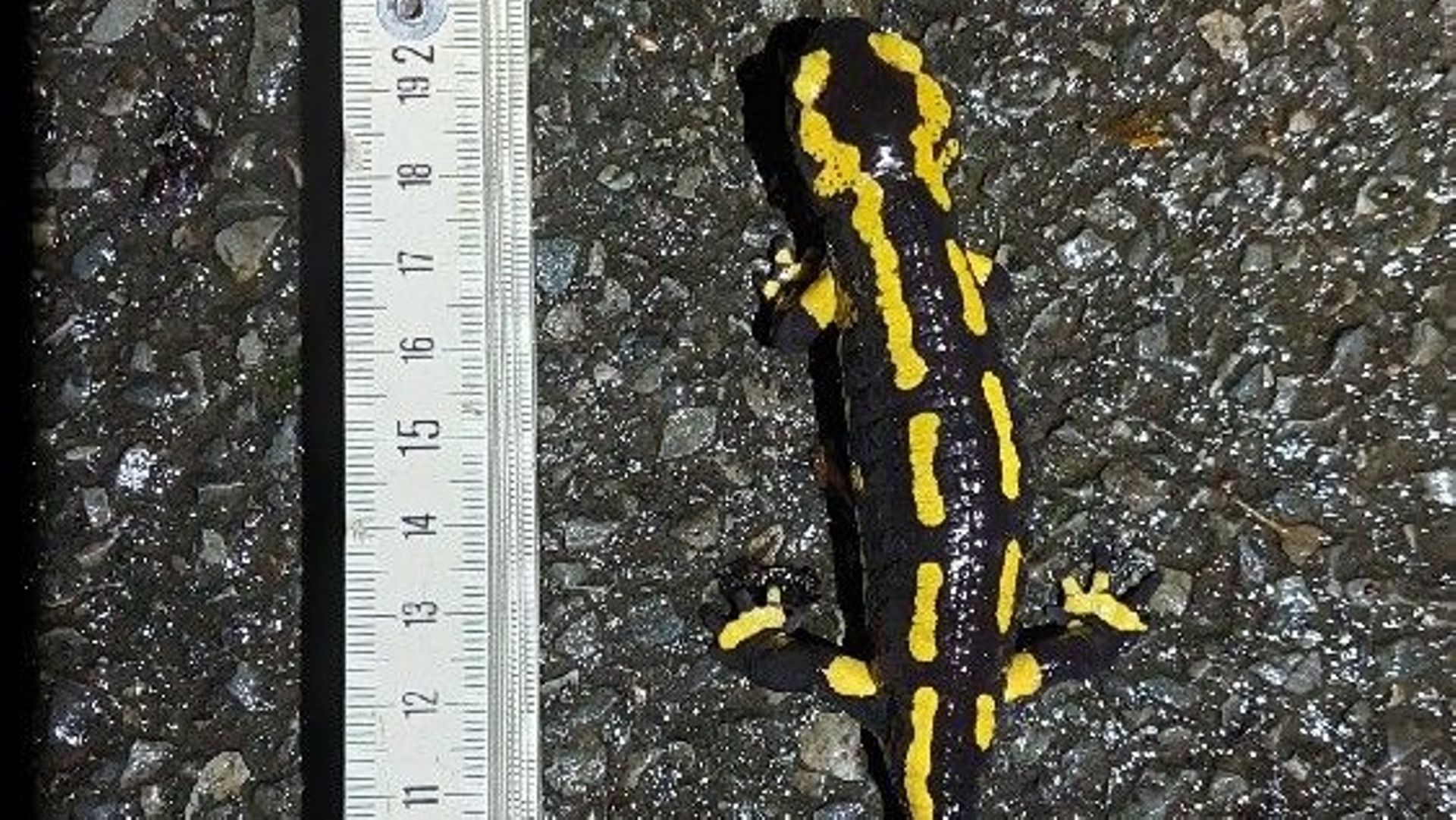 Salamandre observée à Vezin le 25 décembre 2022
