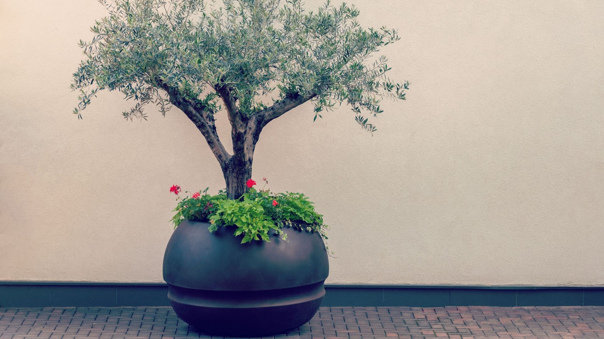 Le pot peut contribuer à la présence décorative de l’olivier sur la terrasse. Il faut prévoir un plateau à roulettes pour transporter la plante dans son abri hivernal.
